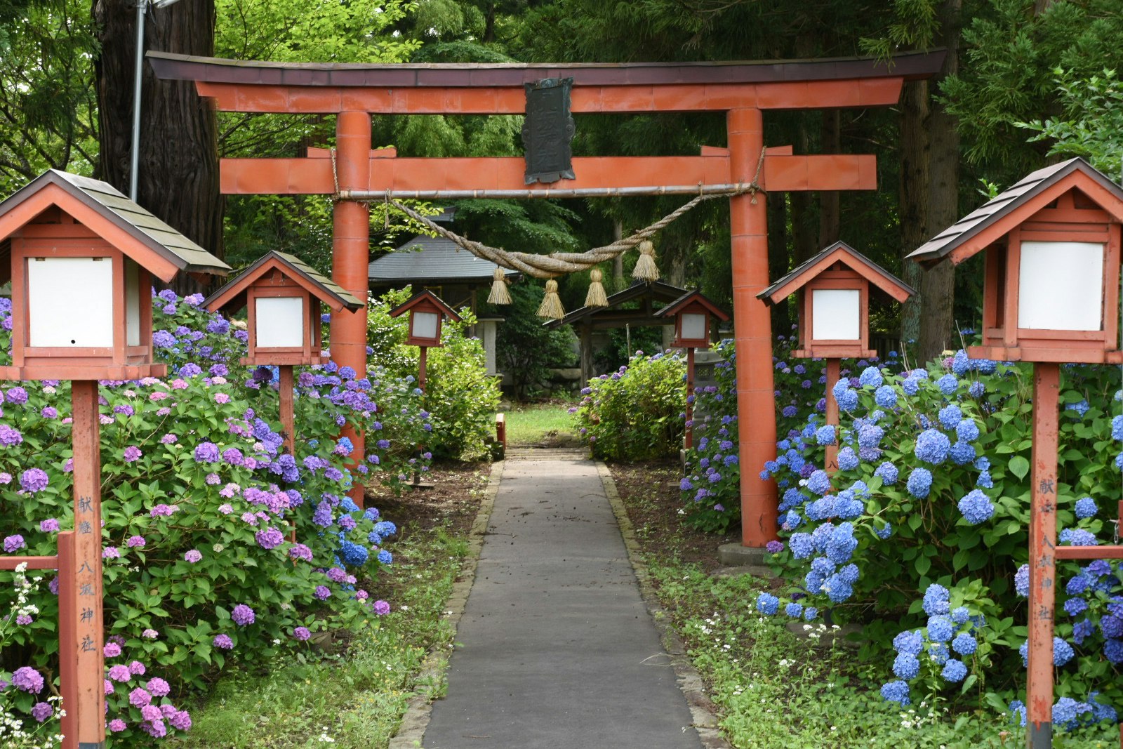 色とりどりの紫陽花が咲く小道の鳥居のある庭