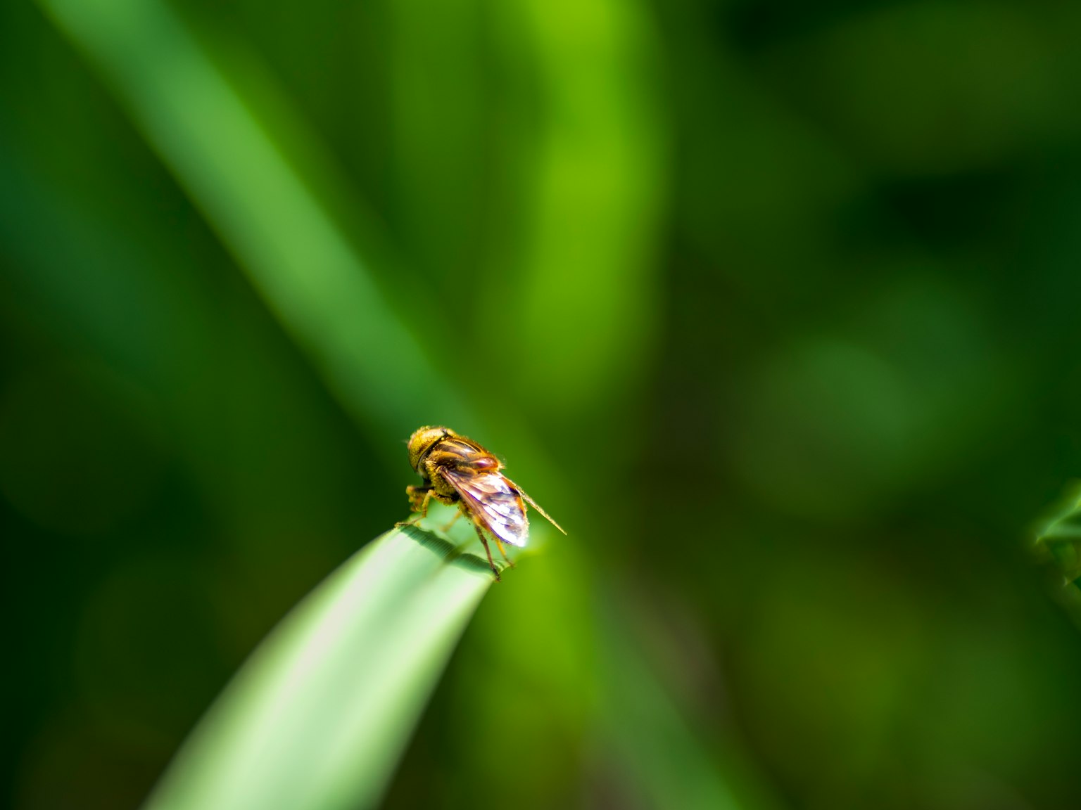 Nahaufnahme eines kleinen Insekts auf einem grünen Blatt