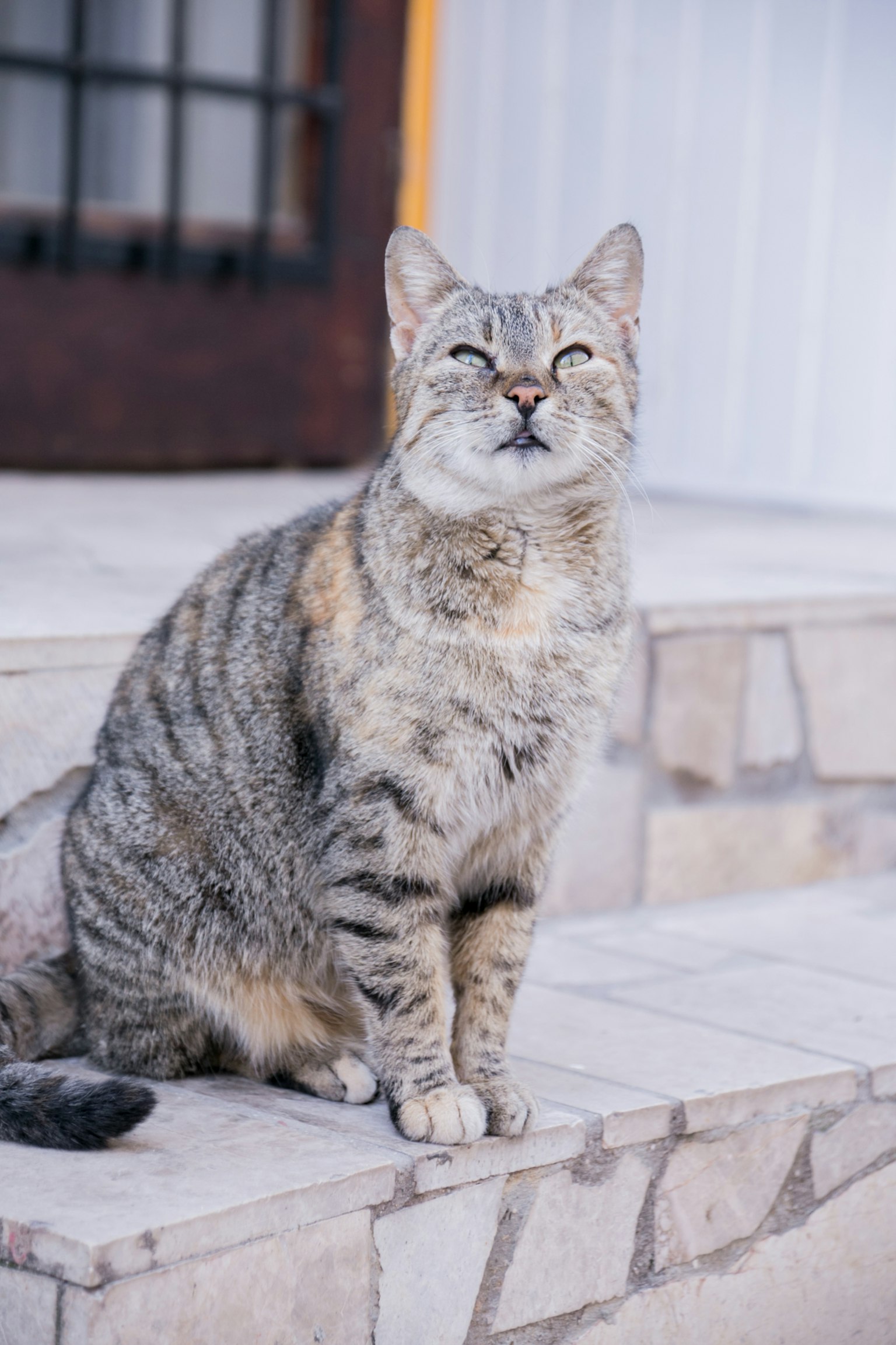 坐在台阶上的灰色虎斑猫