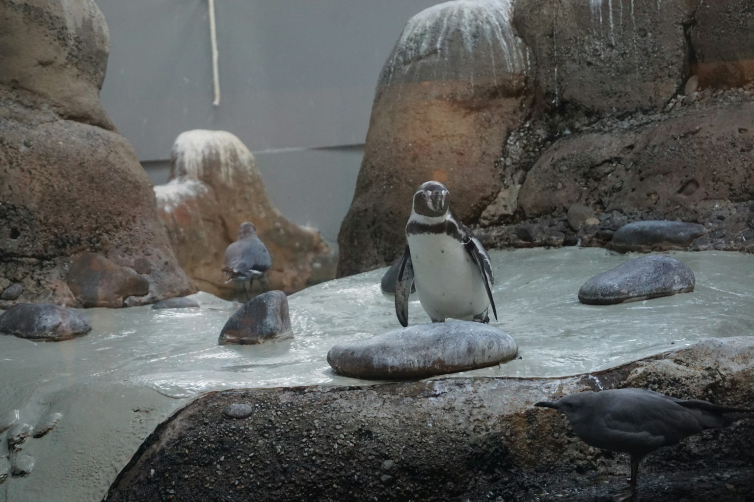 Un pinguino in piedi su una roccia in un'area acquatica