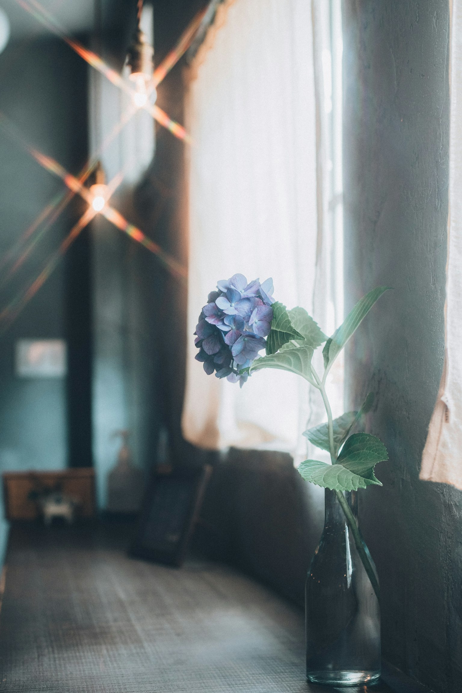 A purple flower in a glass vase with soft light and a cozy room atmosphere