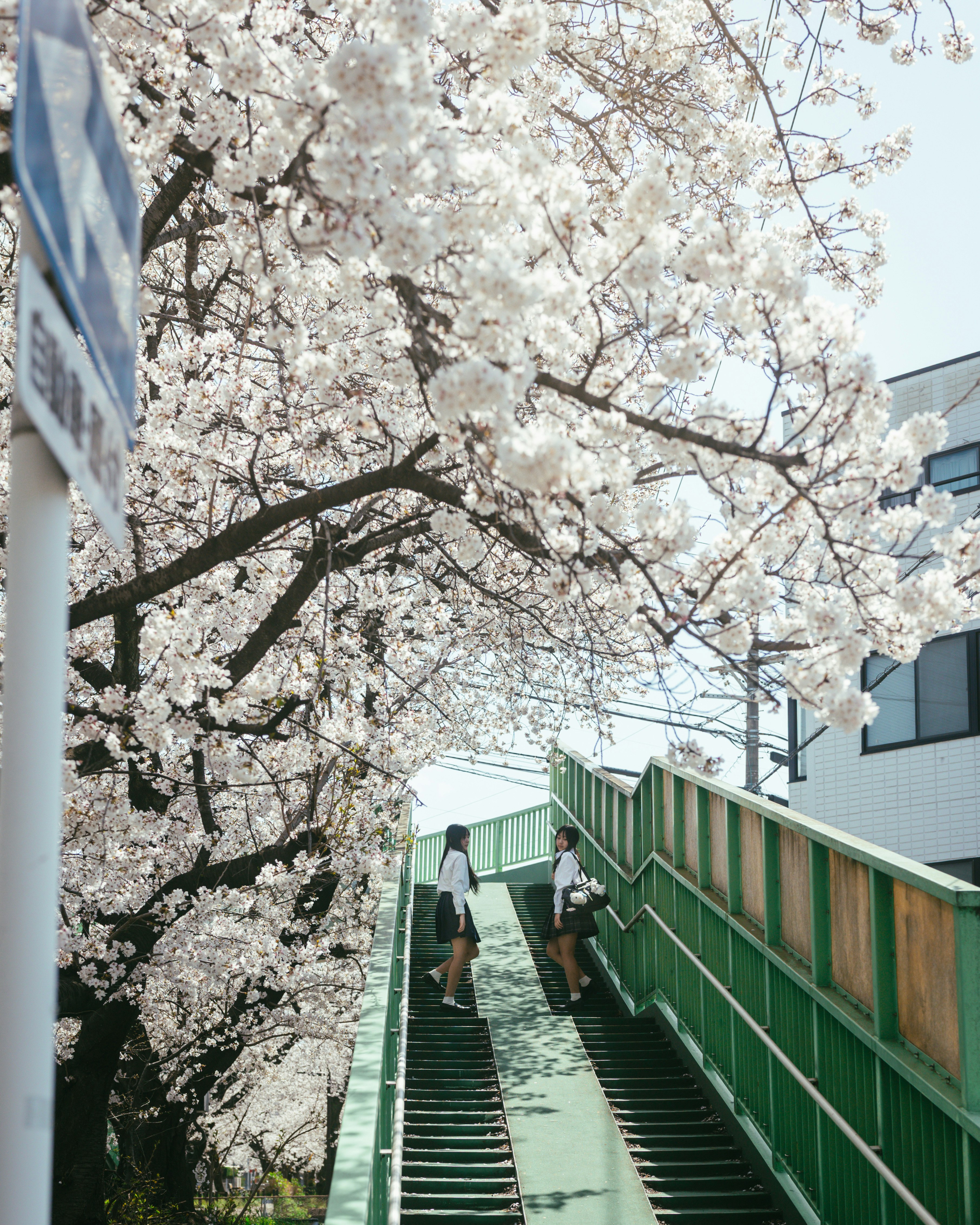 春の桜が咲く歩道橋の階段