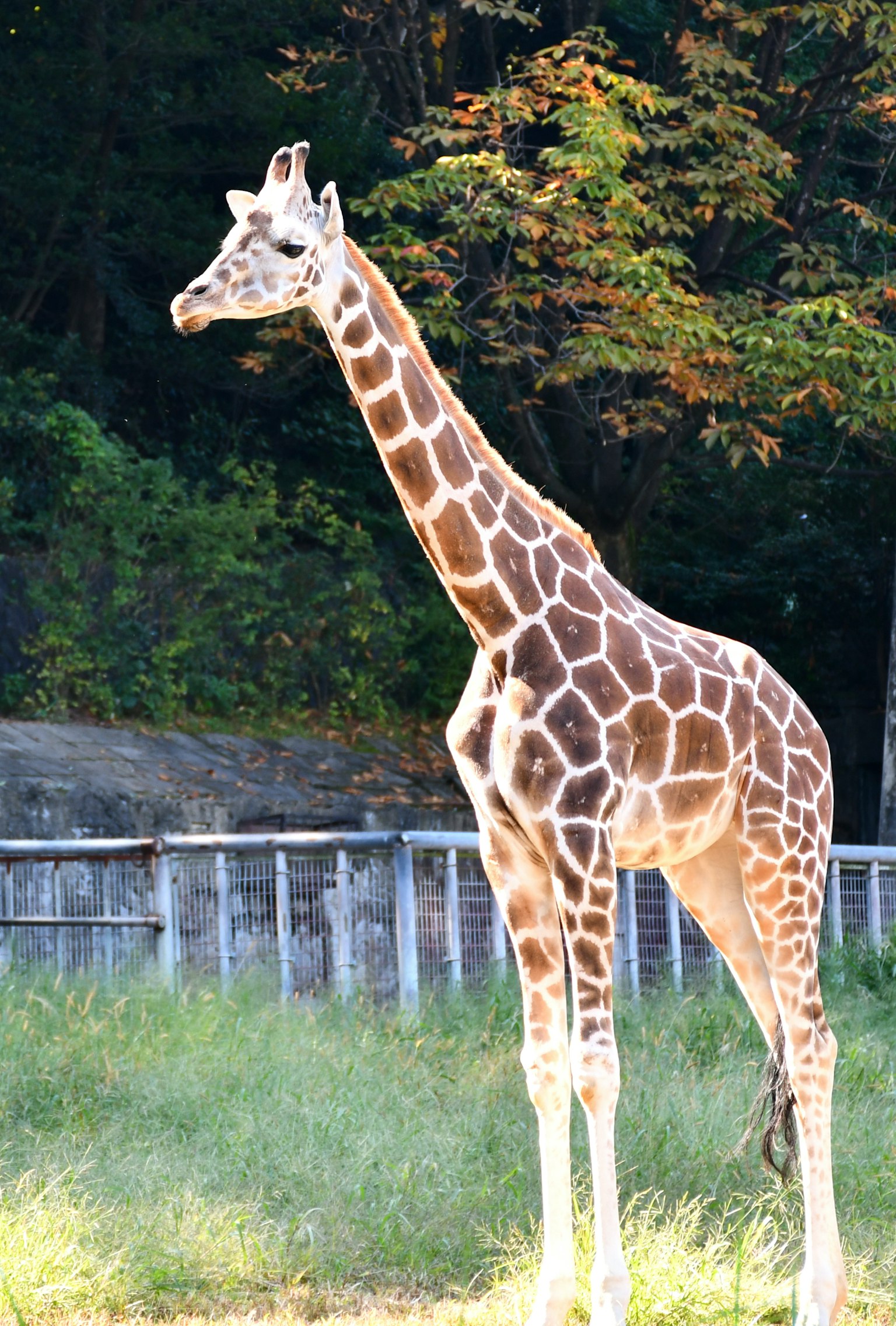Una giraffa con bellissimi motivi che si erge in un ambiente naturale
