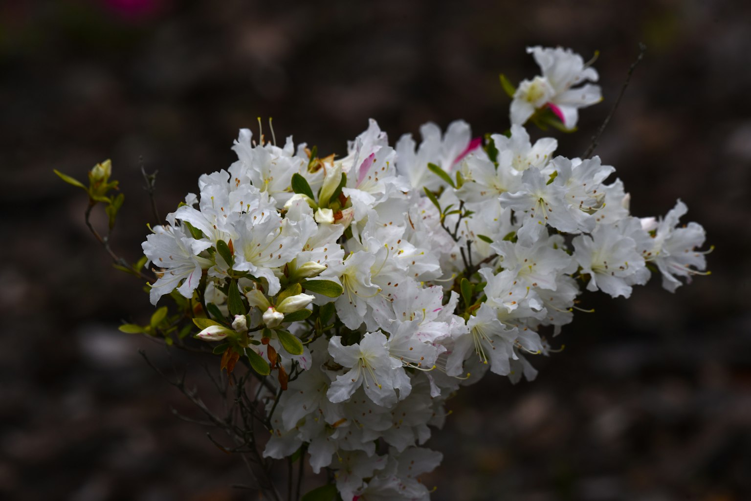 Grupo de flores blancas rodeadas de hojas verdes