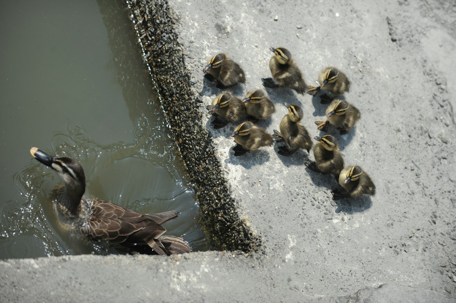 Mama-Ente mit zehn Entenküken am Wasserrand