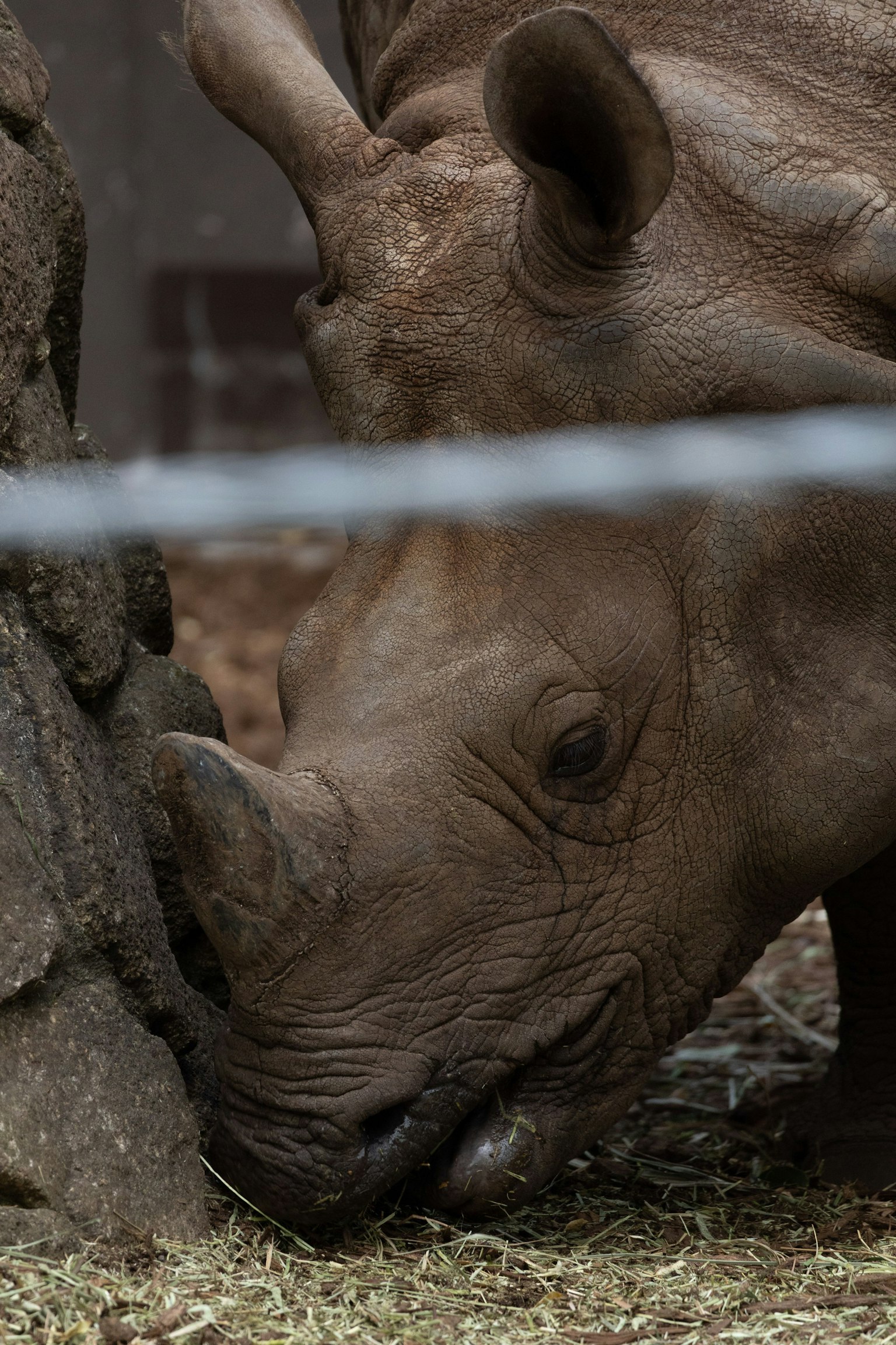 A rhinoceros leaning its nose against a rock