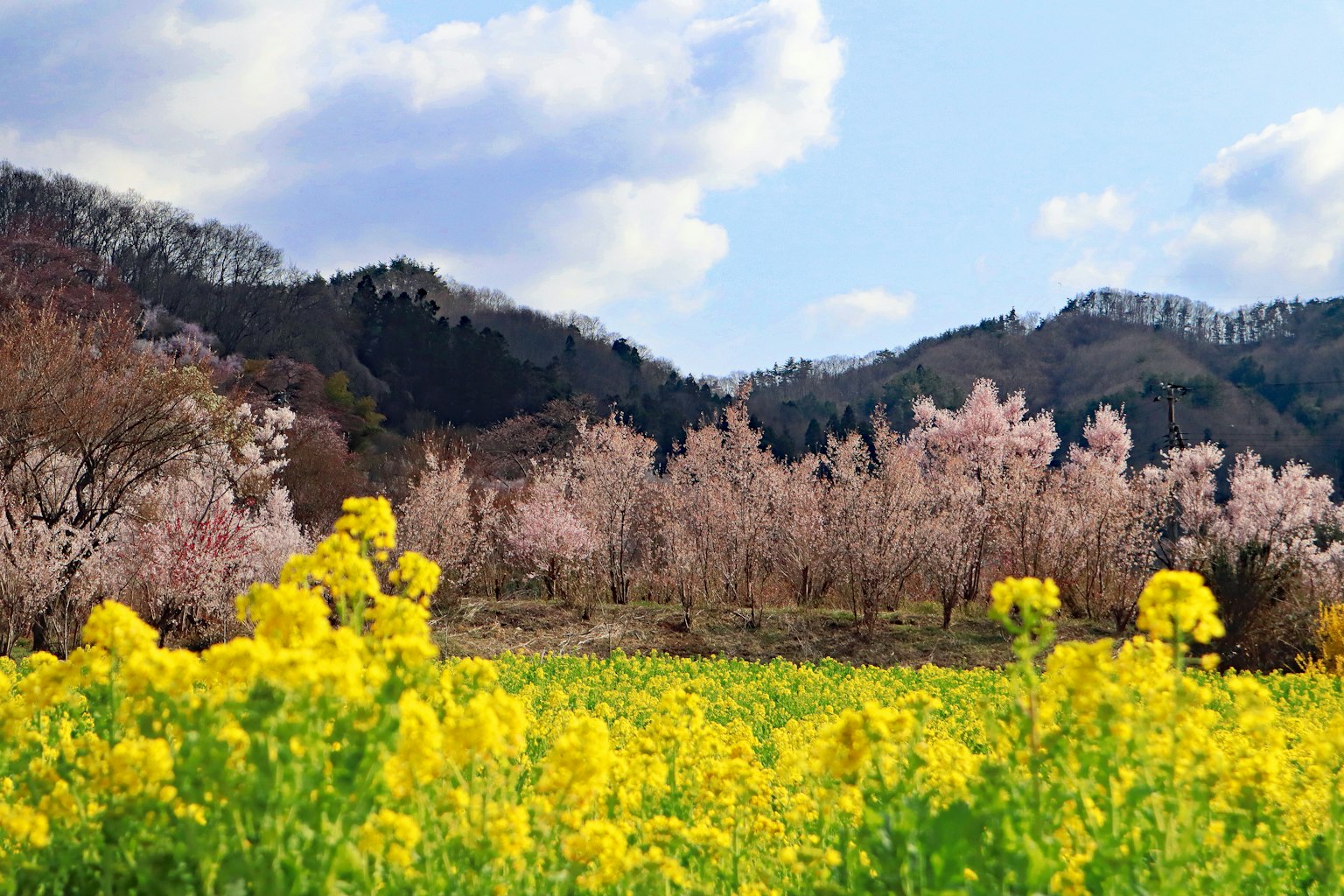 Pemandangan musim semi dengan bunga rapeseed kuning dan pohon sakura