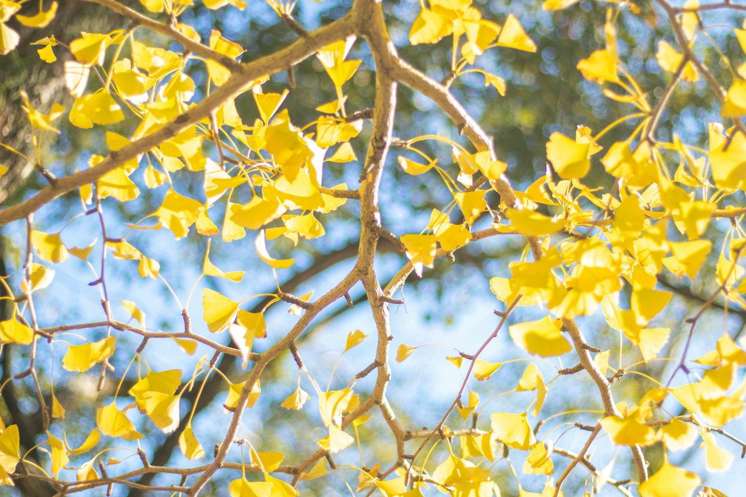 Close-up cabang pohon dengan daun kuning cerah