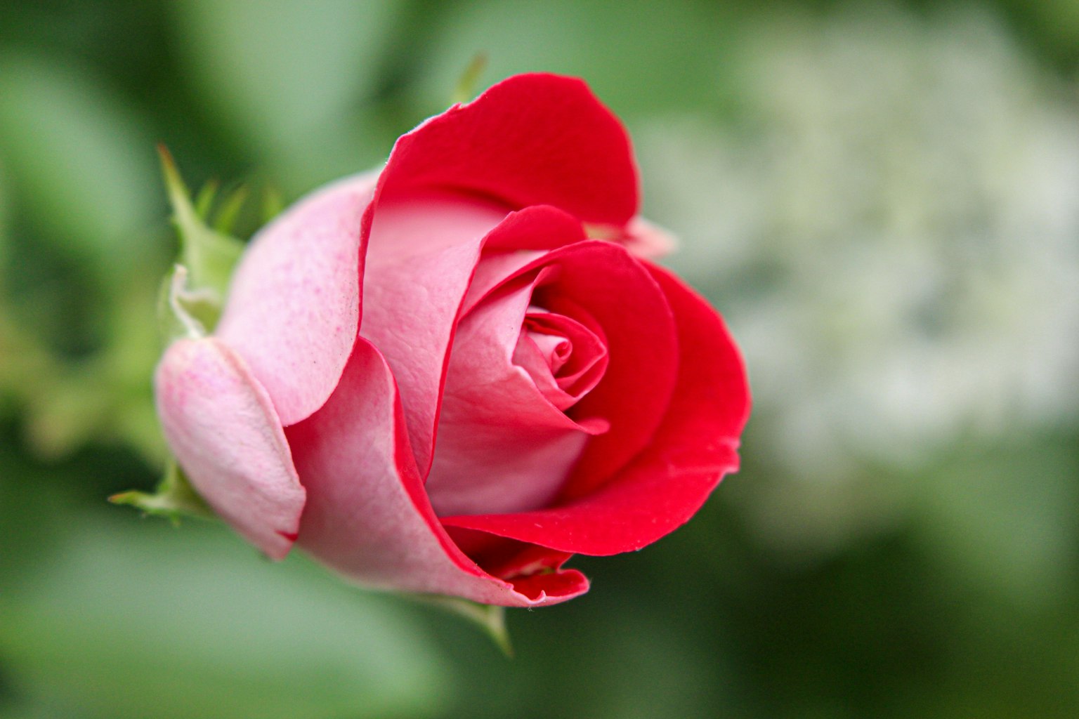 Eine schöne rote Rose blüht zwischen grünen Blättern