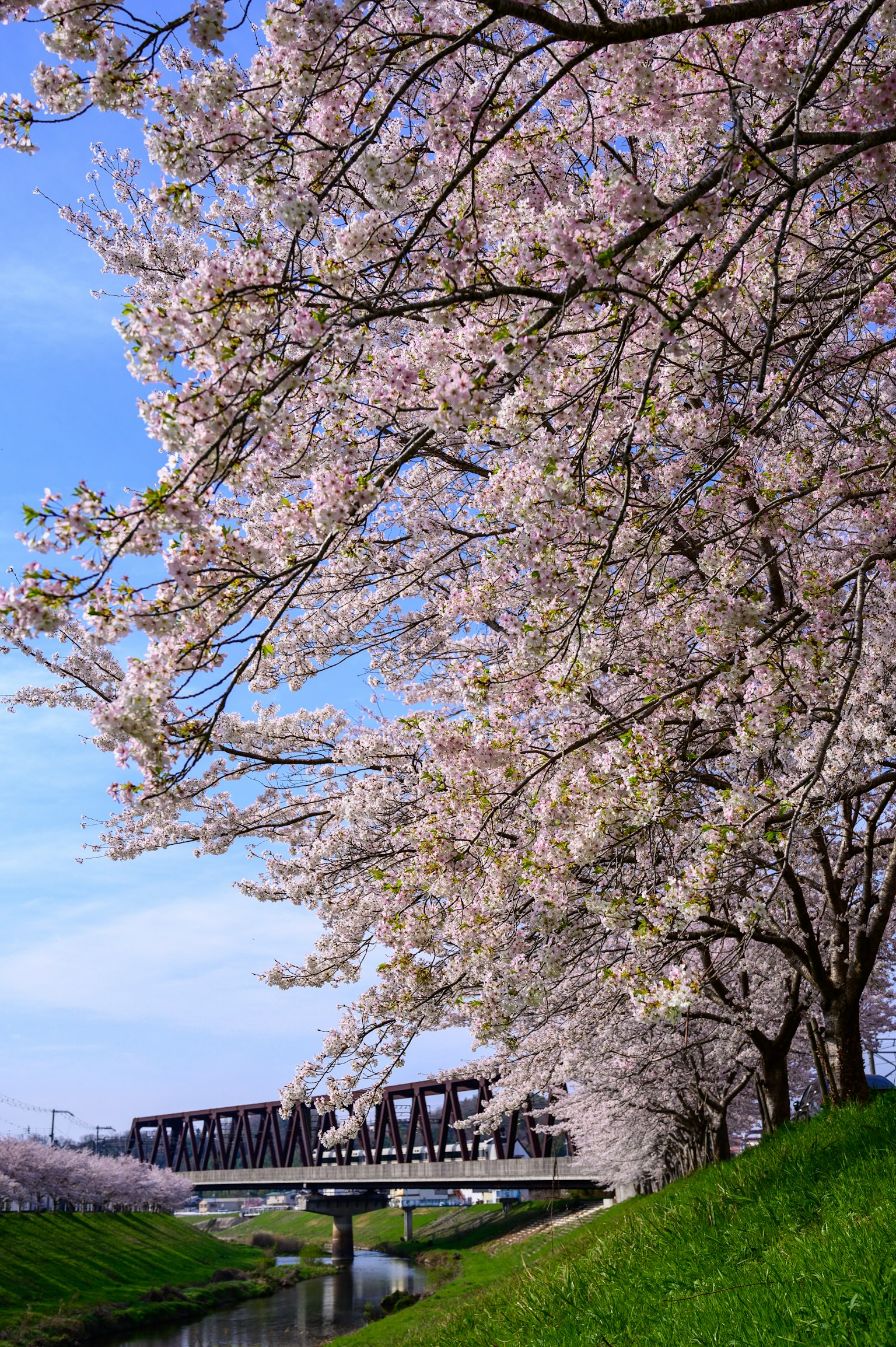Pohon sakura yang mekar di tepi sungai di bawah langit biru