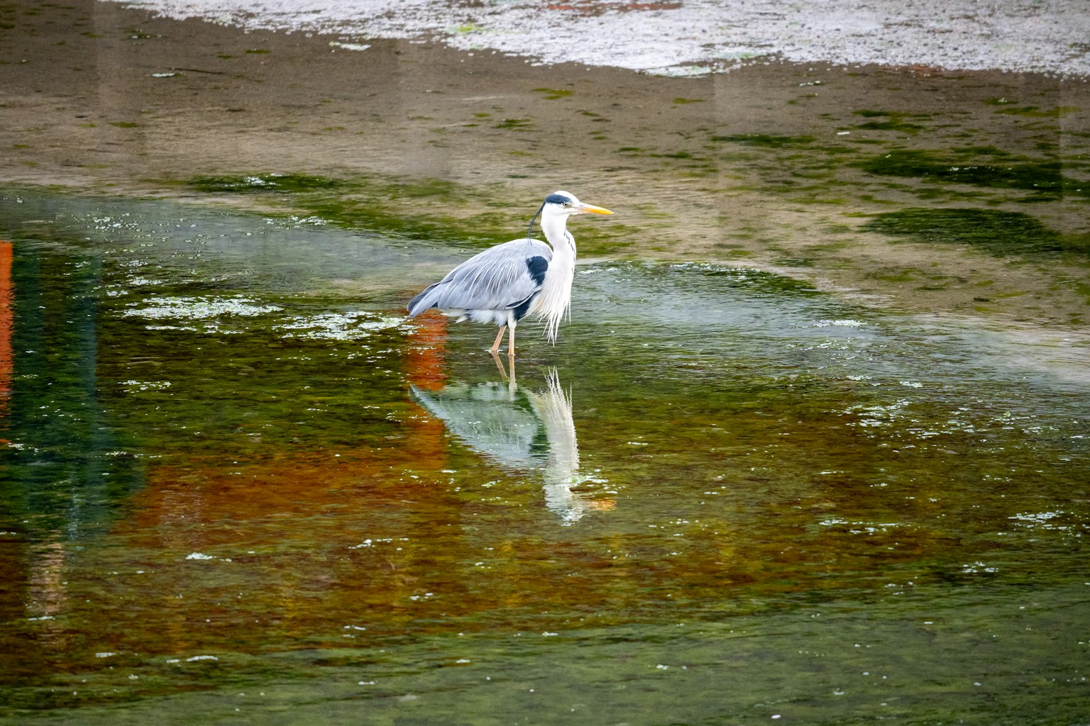 Un airone grigio in piedi nell'acqua bassa con il suo riflesso visibile