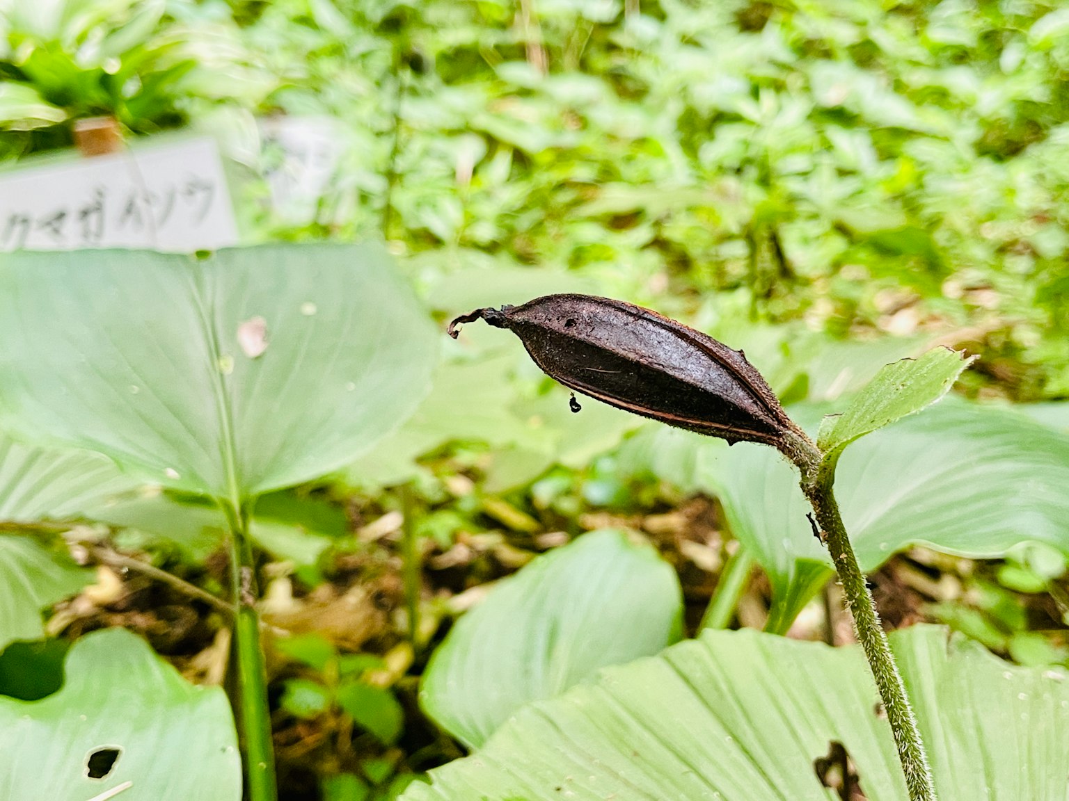Una parte de planta que se asemeja a una fruta negra con hojas verdes alrededor