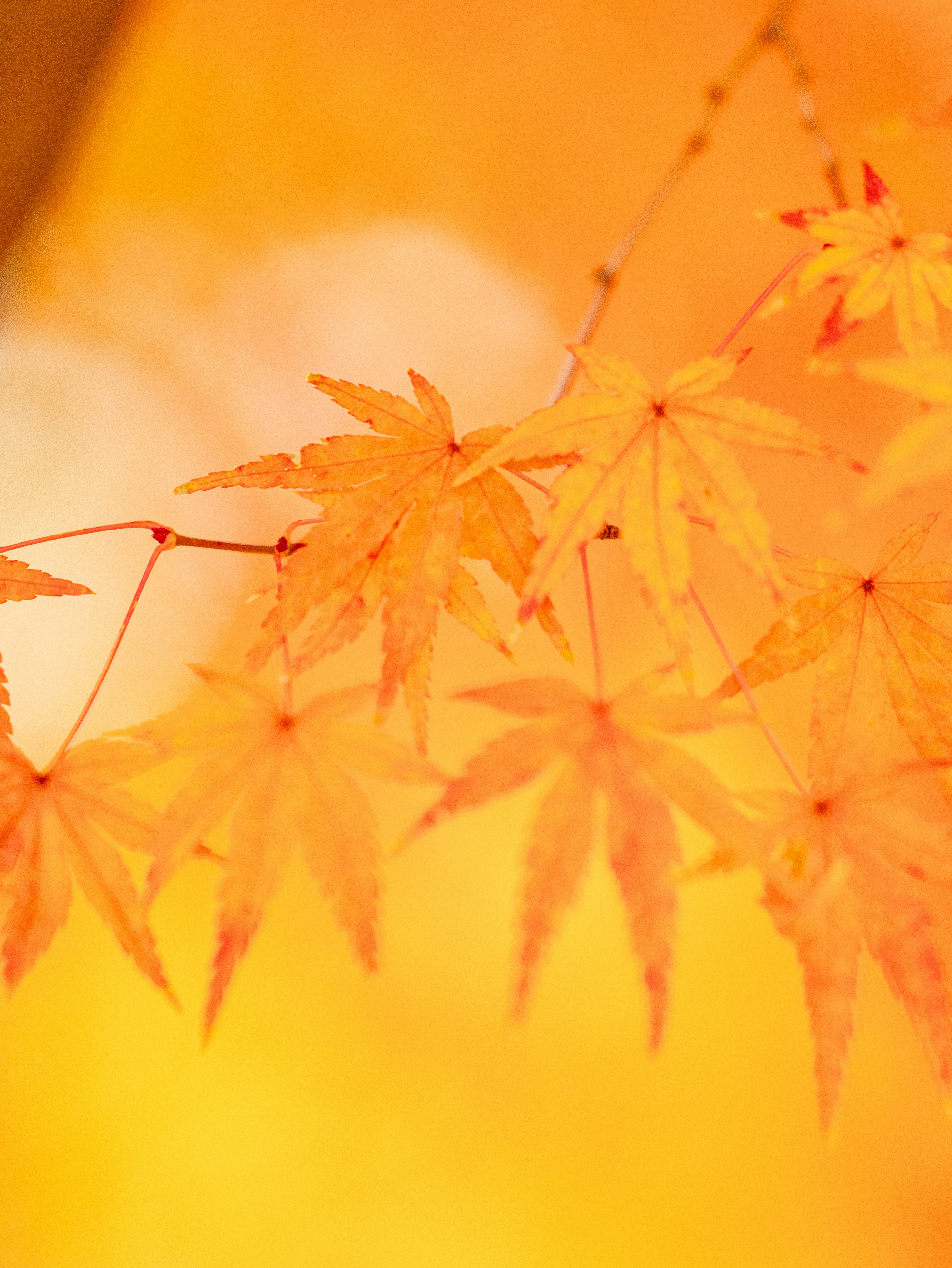 オレンジ色に染まる紅葉の葉のクローズアップ