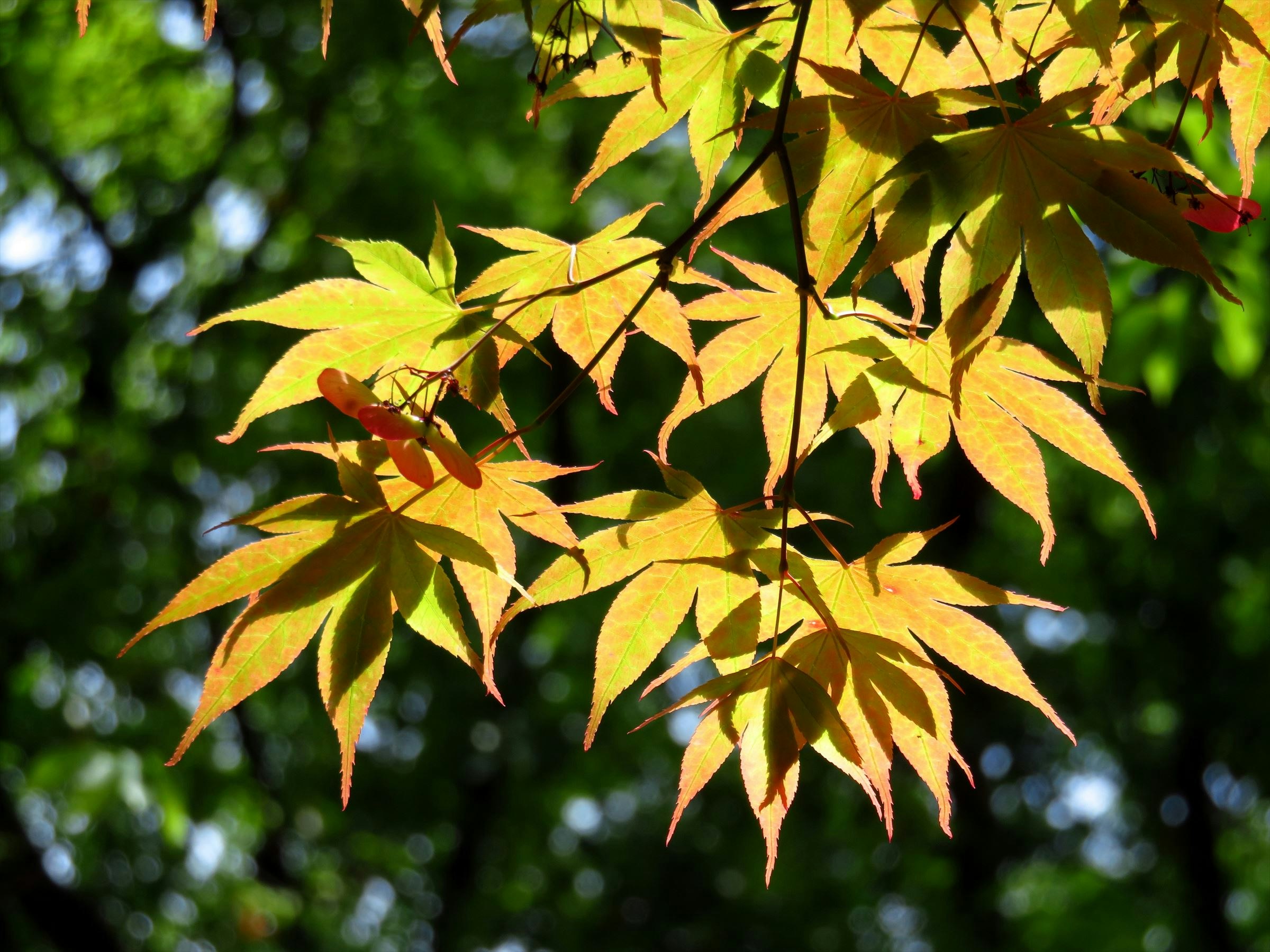 木の葉の鮮やかな黄緑のクローズアップ