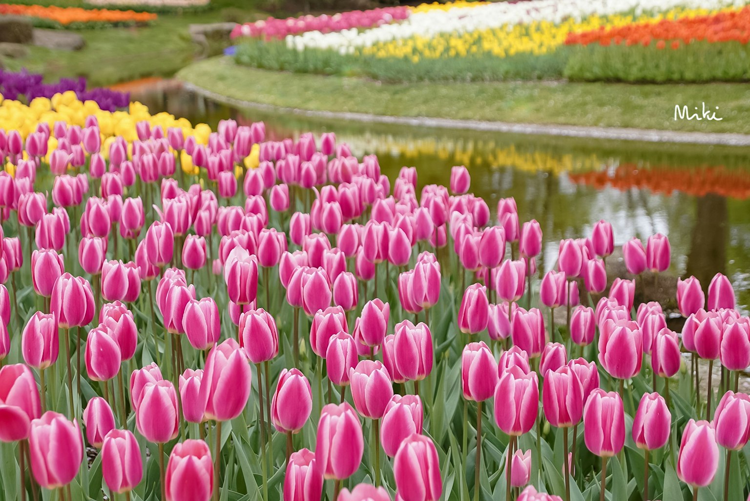 Cảnh sắc sống động với cánh đồng tulip hồng bao quanh bởi tulip nhiều màu và một vùng nước yên tĩnh