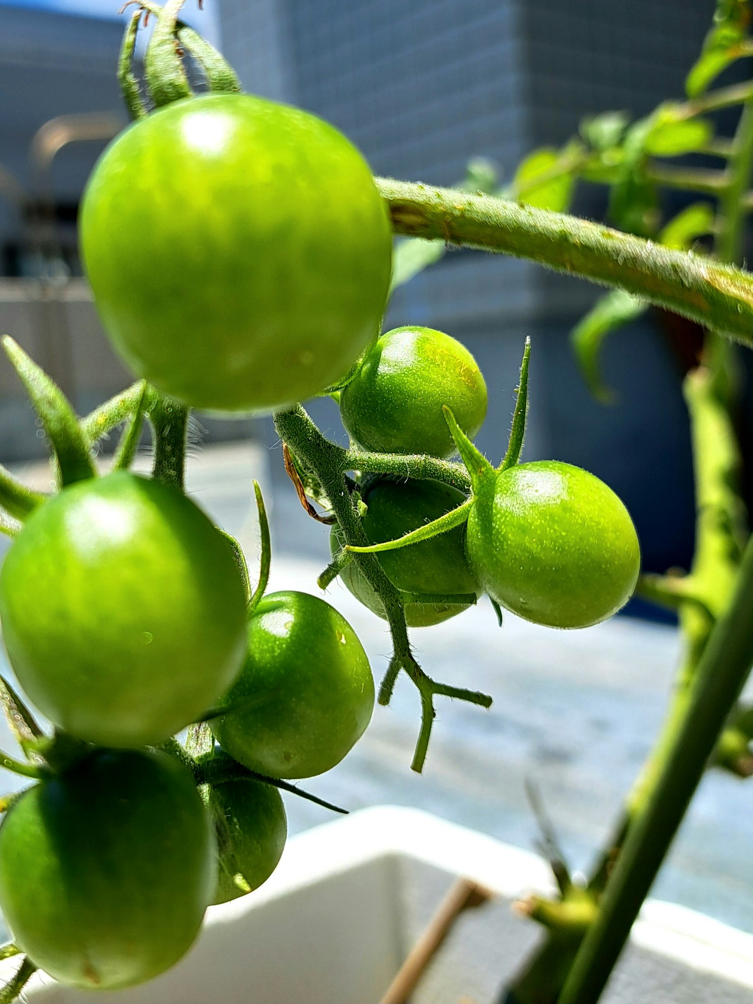 Tomates vertes suspendues à une tige