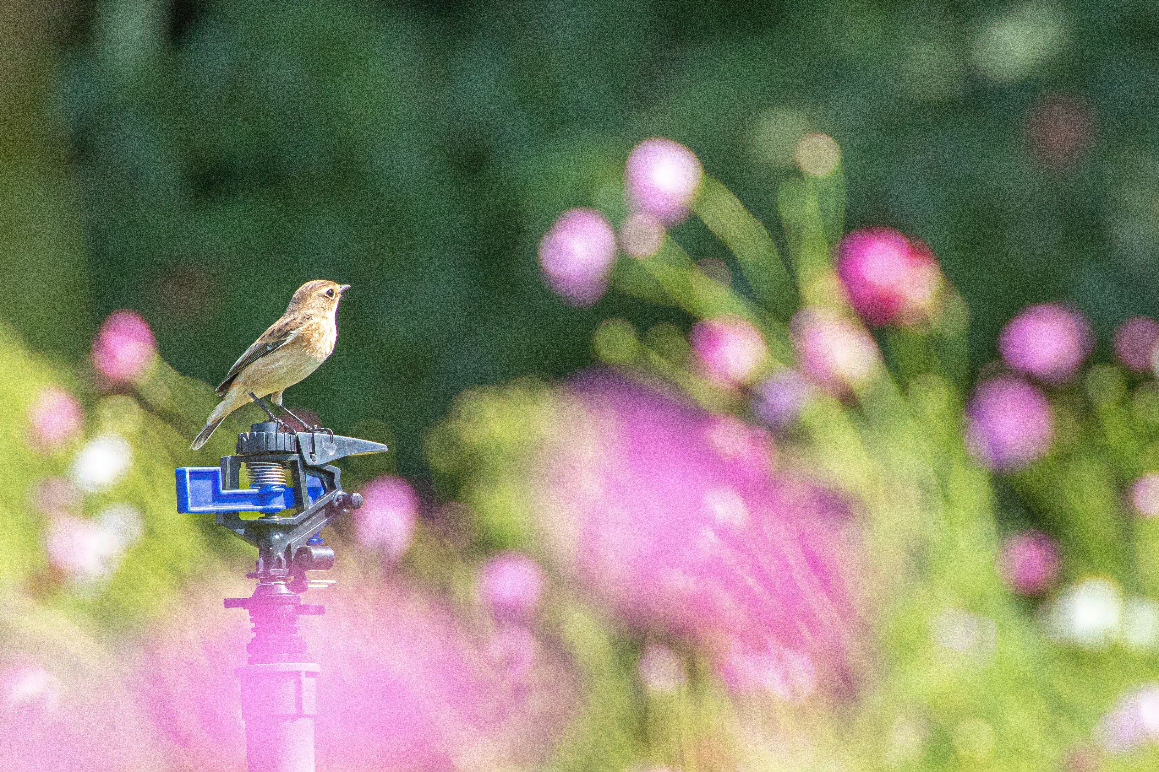 花畑の中の小鳥が止まる給餌器のある庭