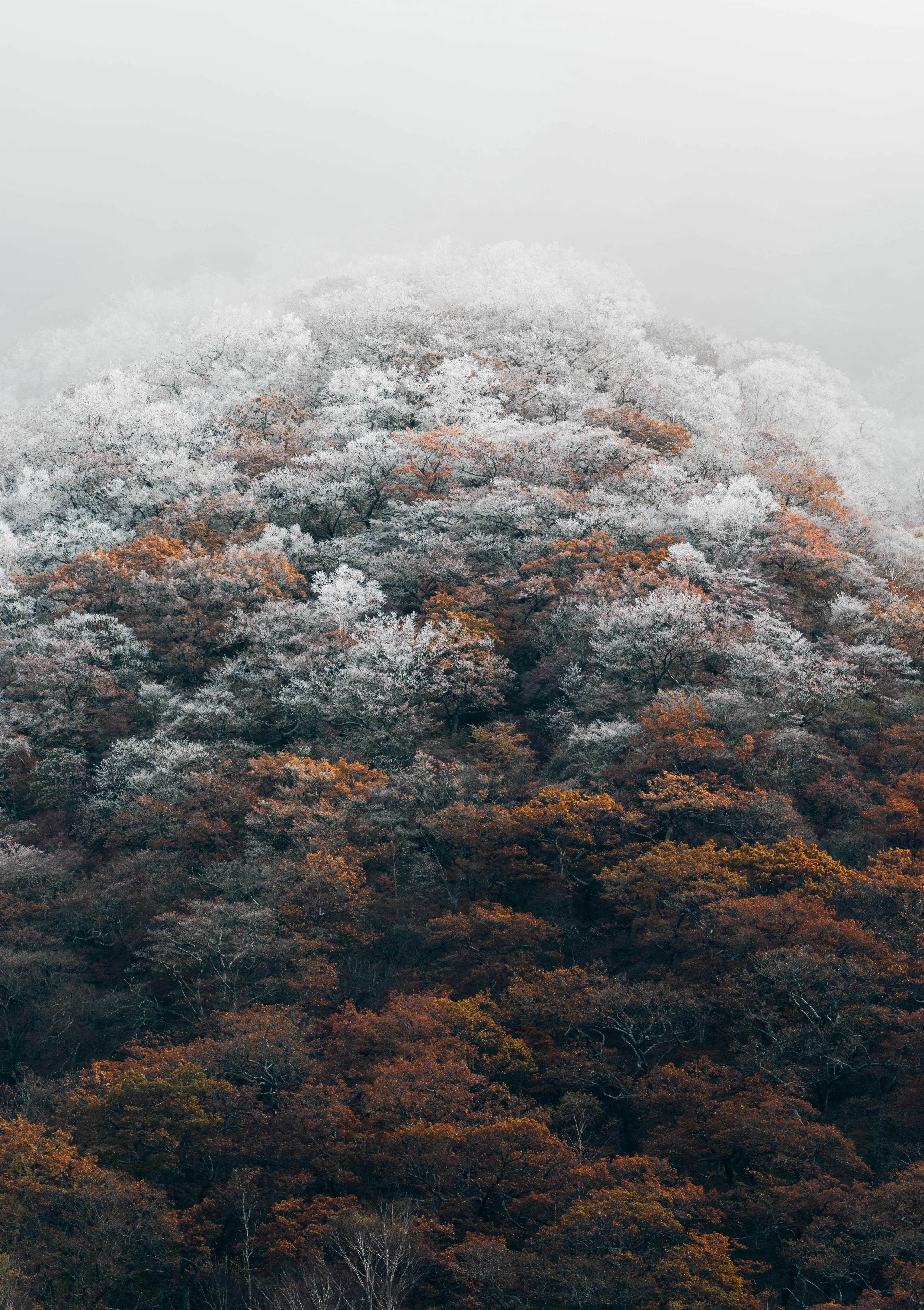 Misty mountain landscape with autumn foliage