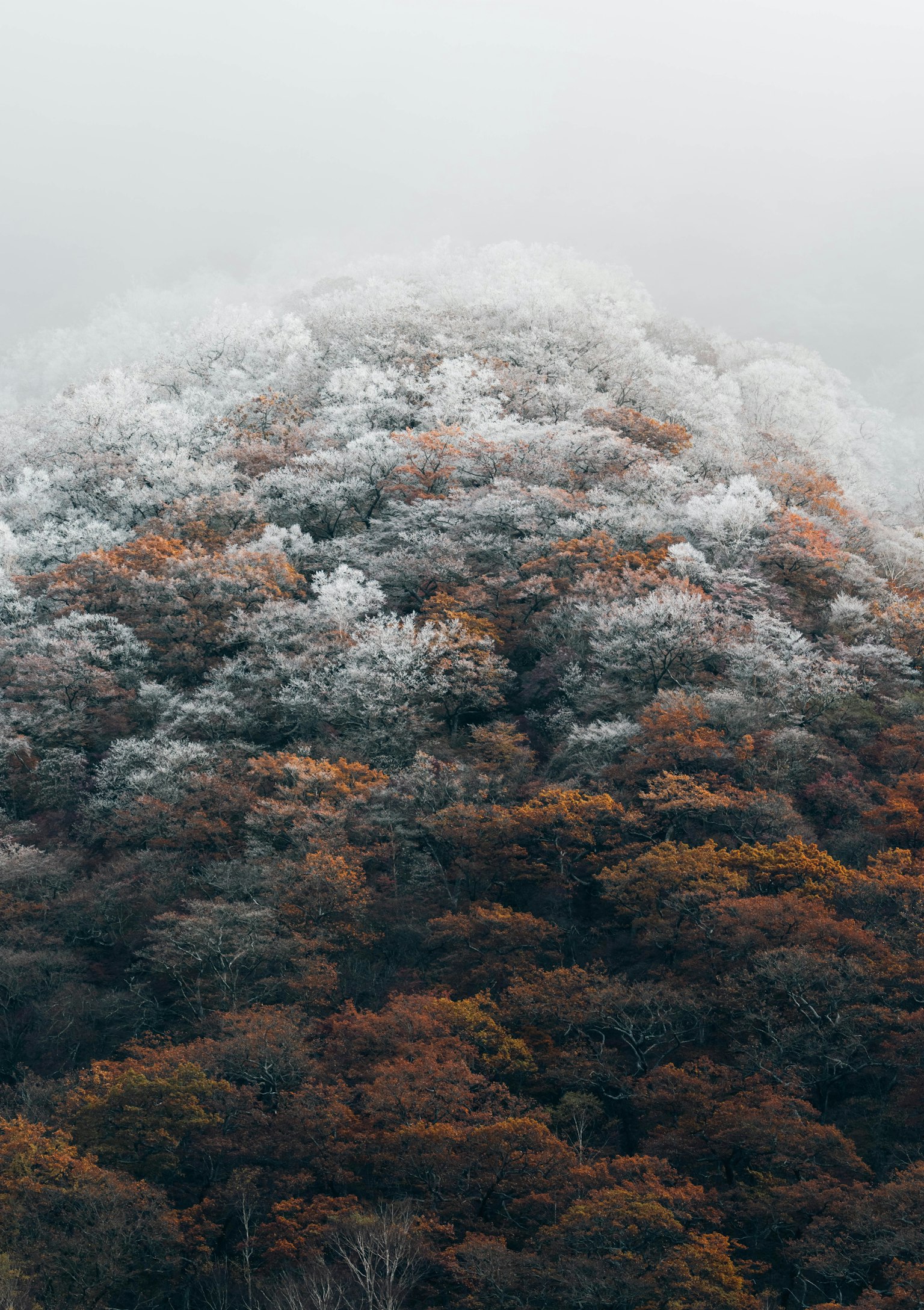 A forest covered in autumn leaves and frosted trees shrouded in mist