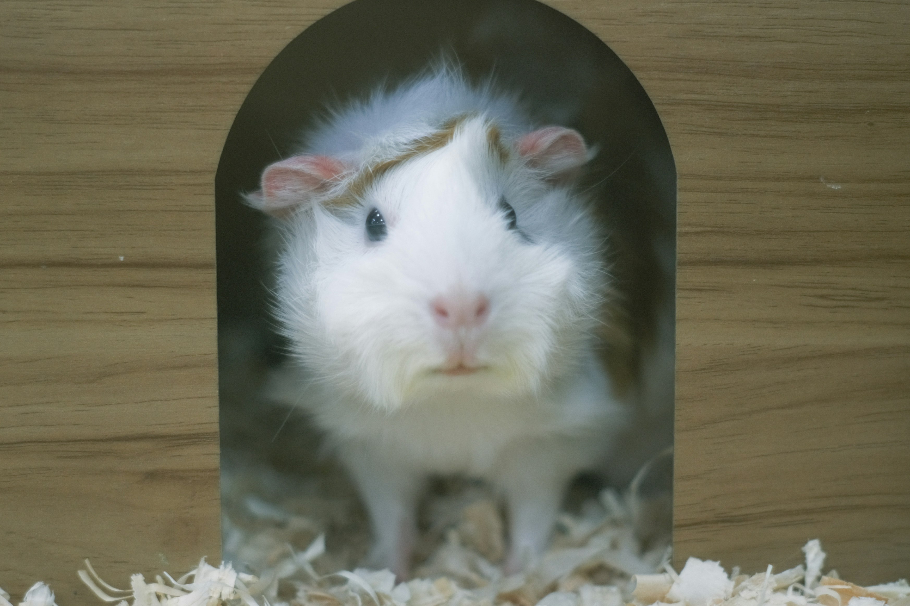 Ein weißer Hamster blickt ruhig auf einem Holzboden