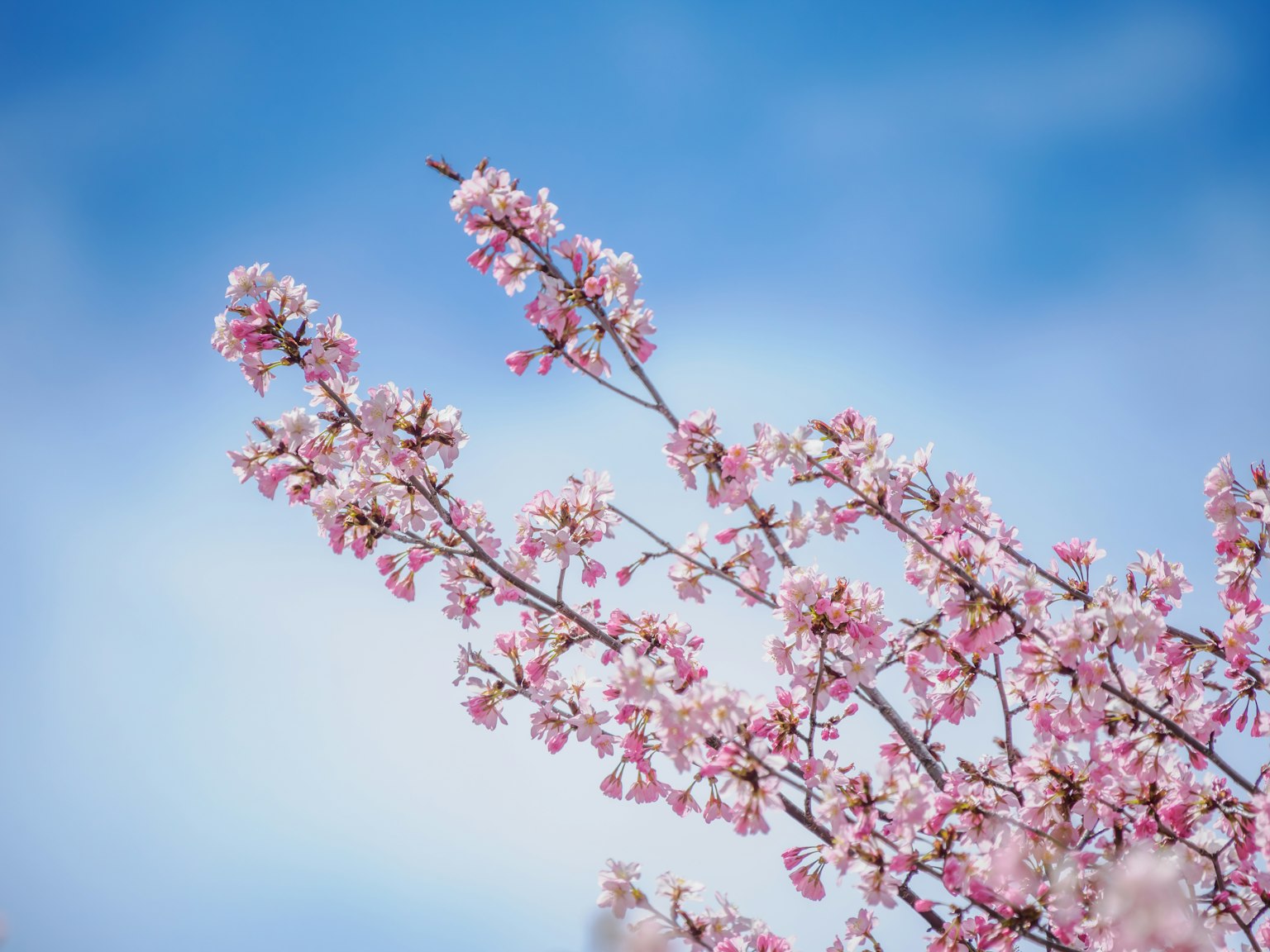 Cherry blossom branches in bloom against a blue sky