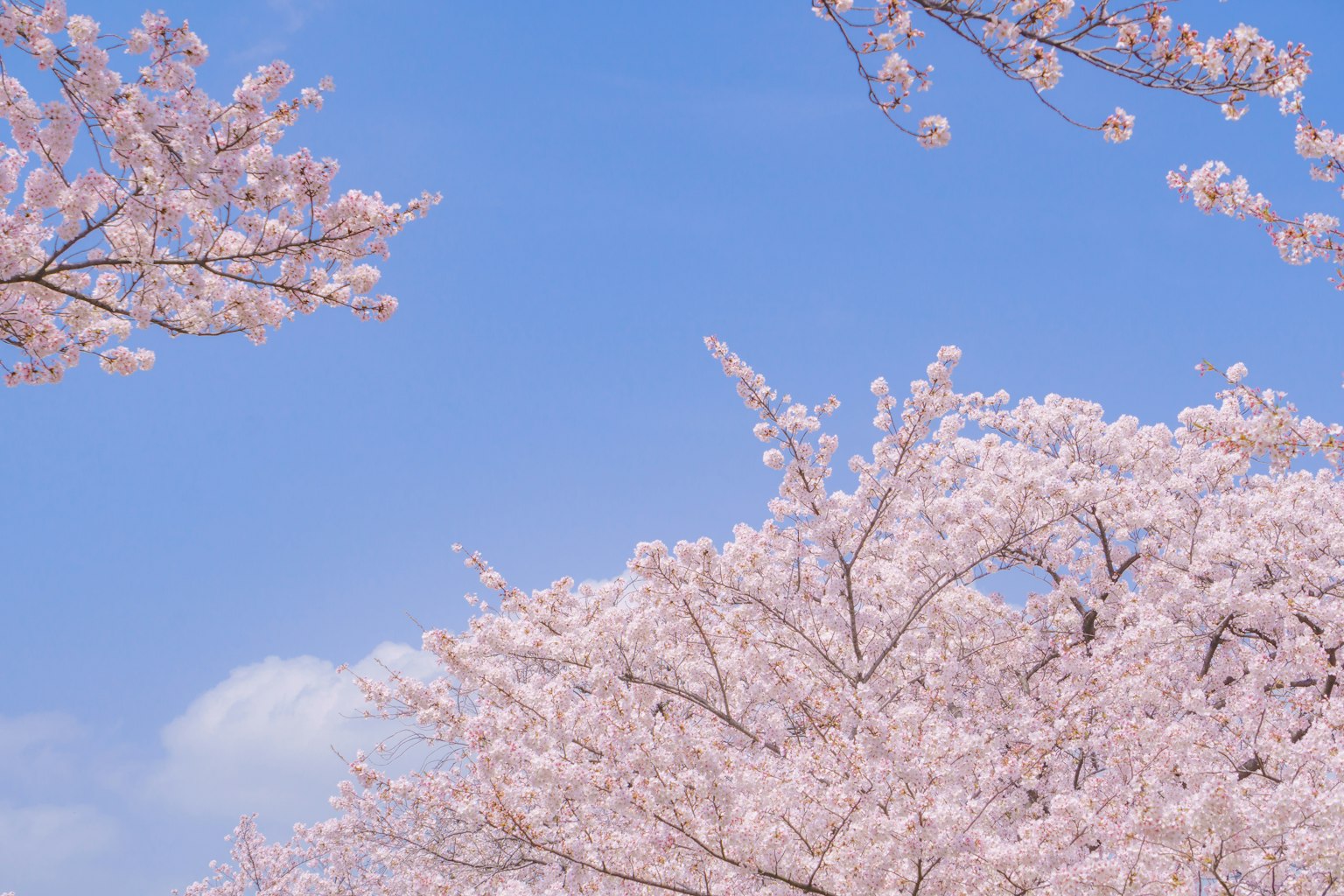 Flores de cerezo en flor contra un cielo azul