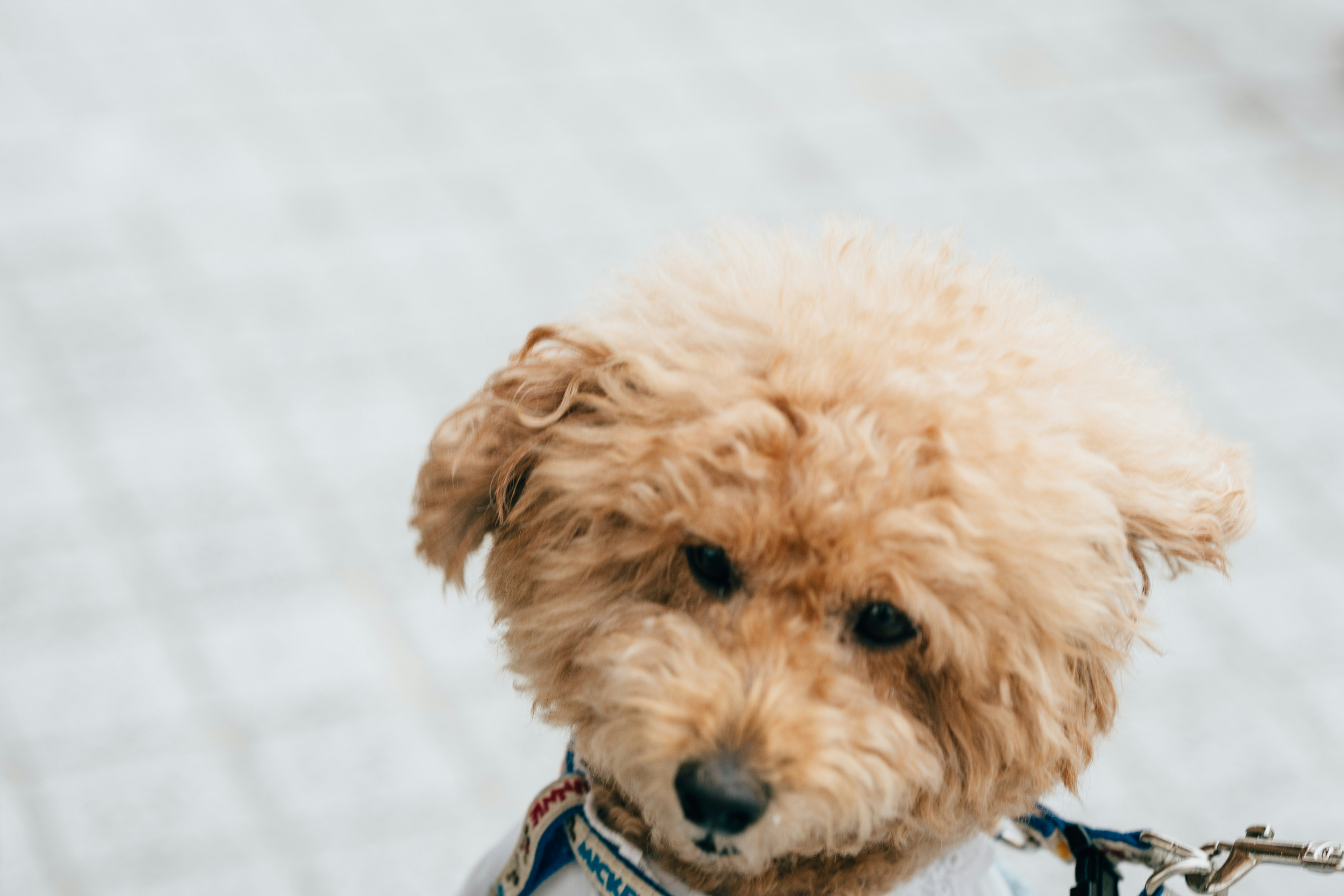 白い背景の小型犬（トイプードル風）