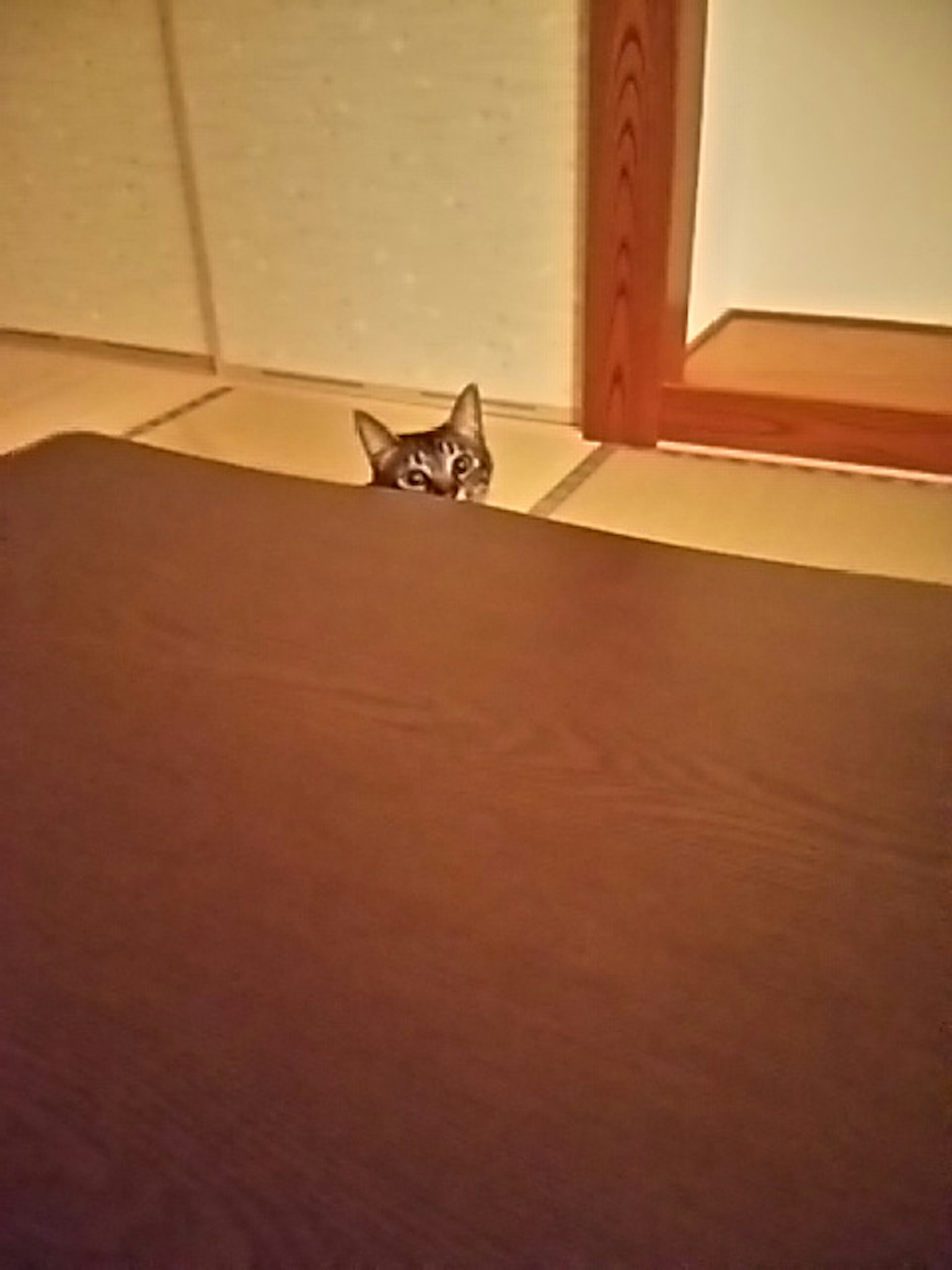Katze, die unter dem Tisch hervorschaut