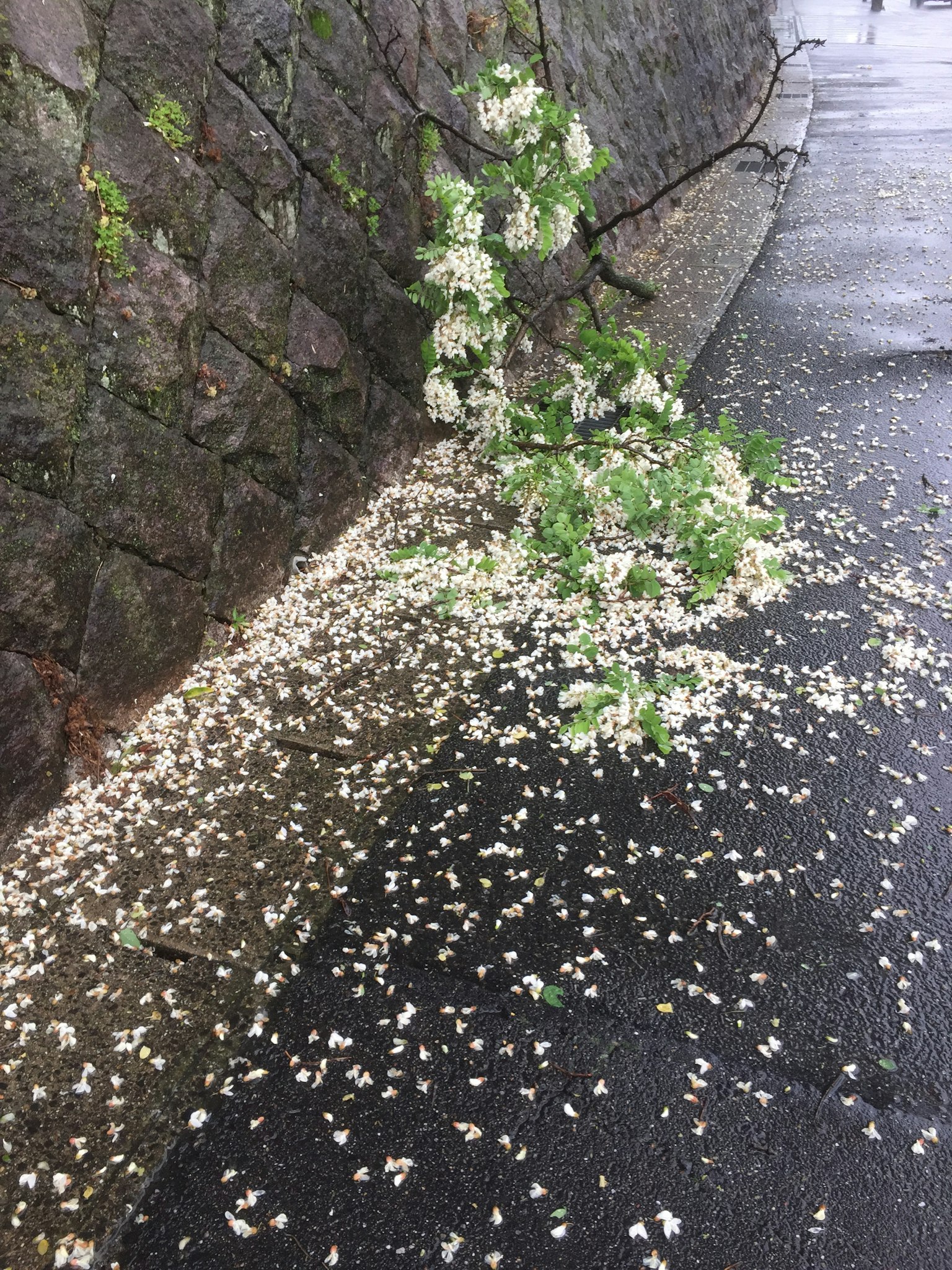 Green plant with scattered flower petals on a wet sidewalk
