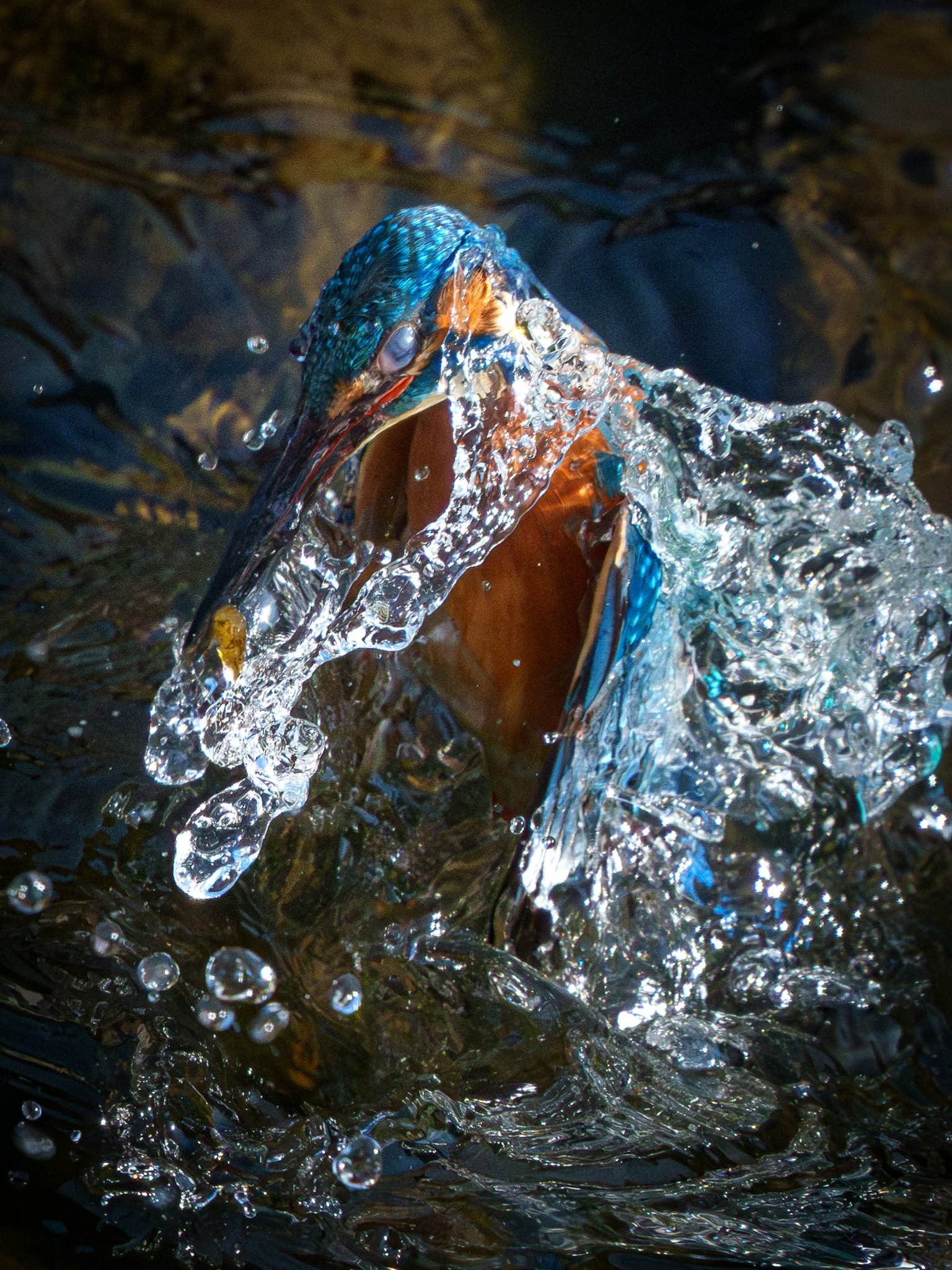 A kingfisher jumping out of water with vibrant blue and orange feathers and splashes