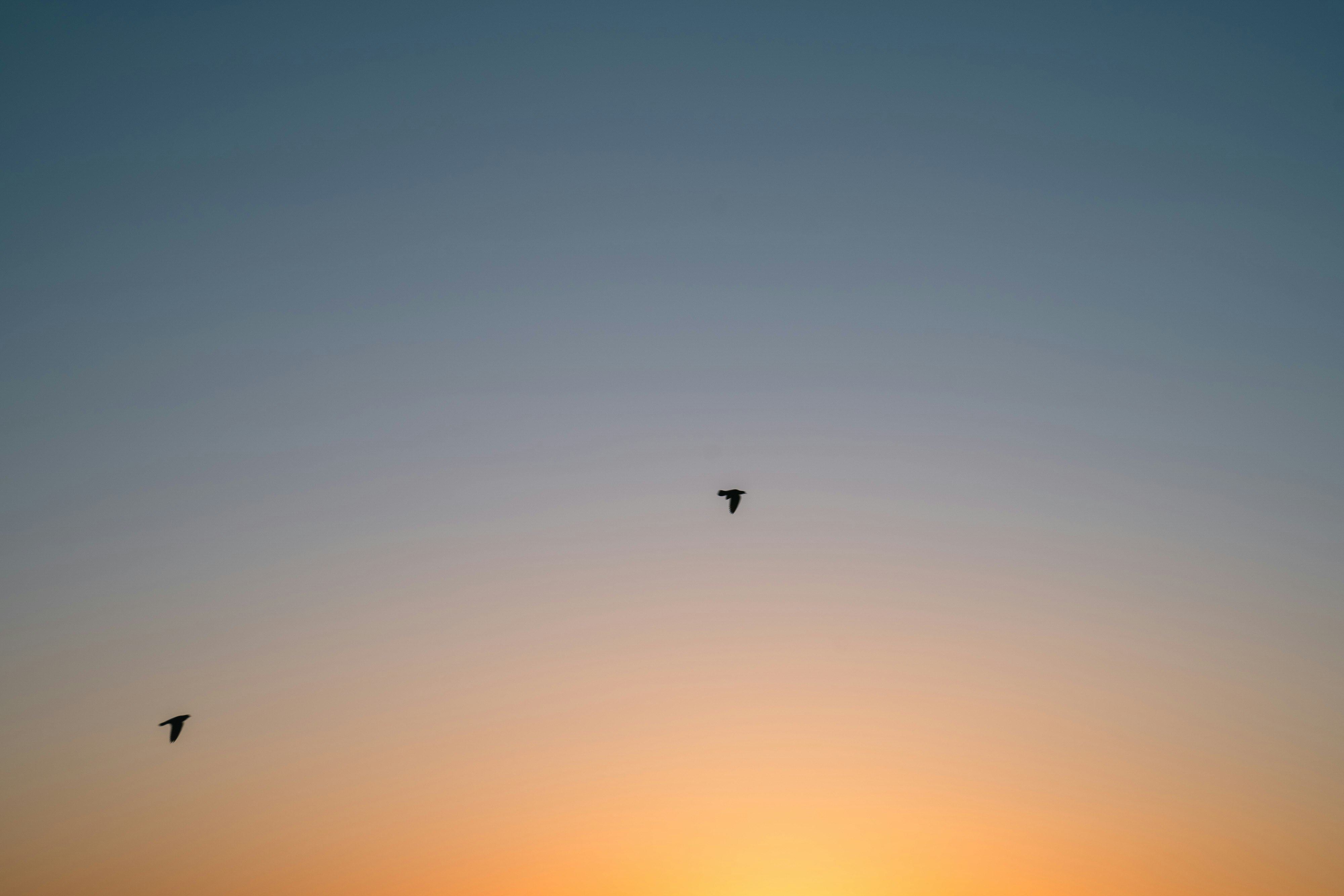 夕焼け空に飛ぶ鳥のシルエット