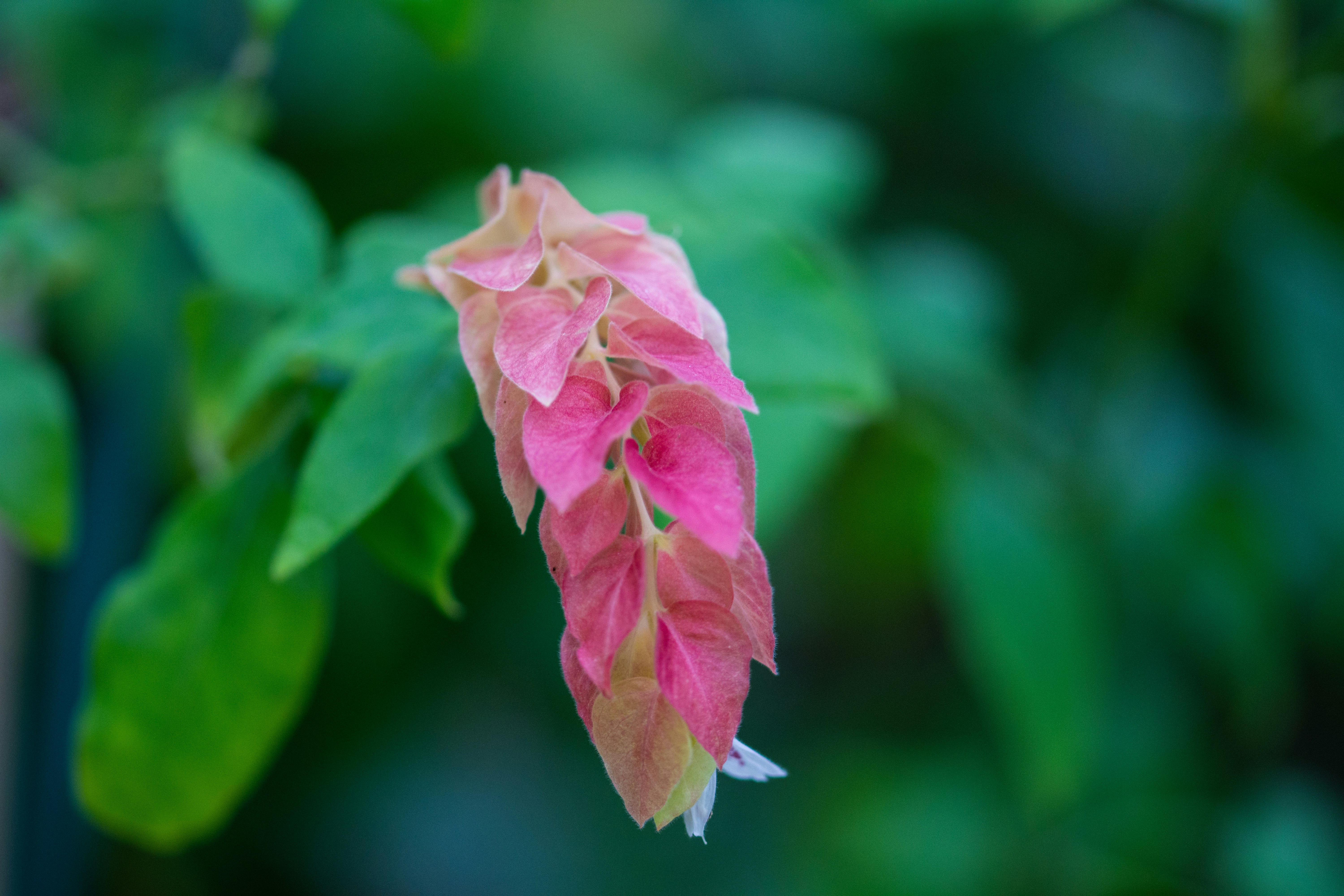 ดอกบานไม่รู้โรยสีชมพู? (bougainvillea) กับพื้นหลังสีเขียวเบลอ