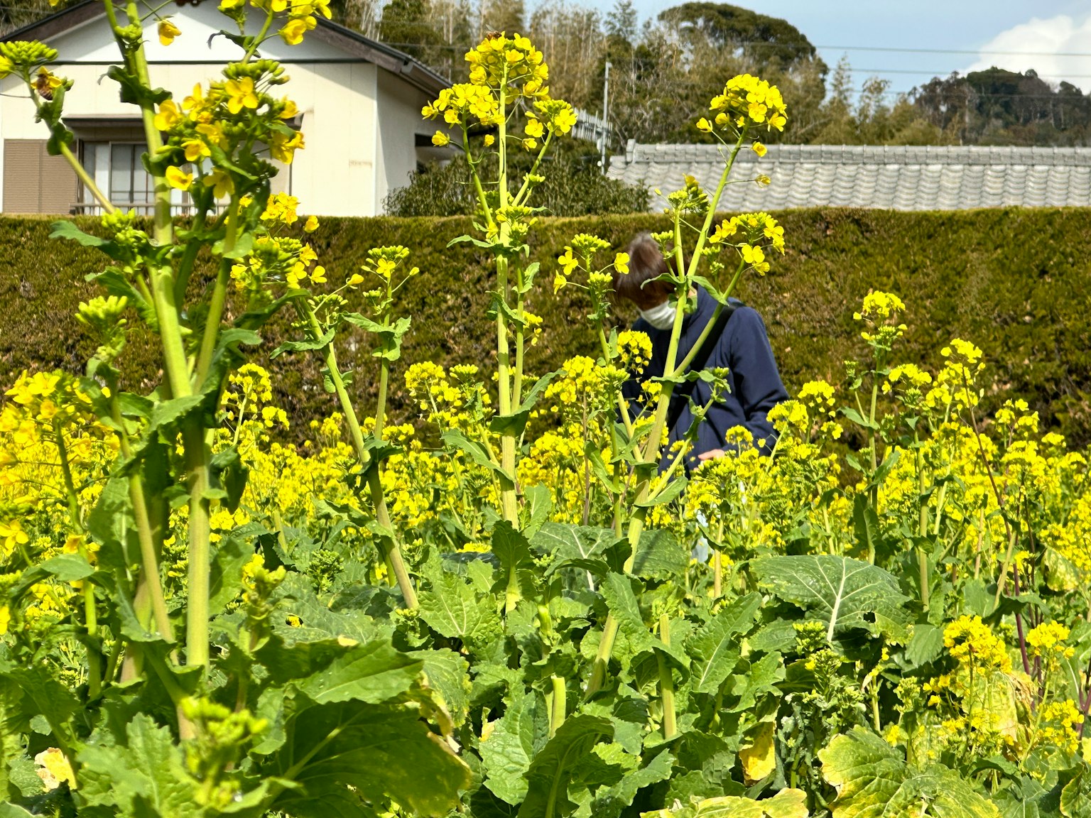 在盛開的黃色油菜花田中工作的人