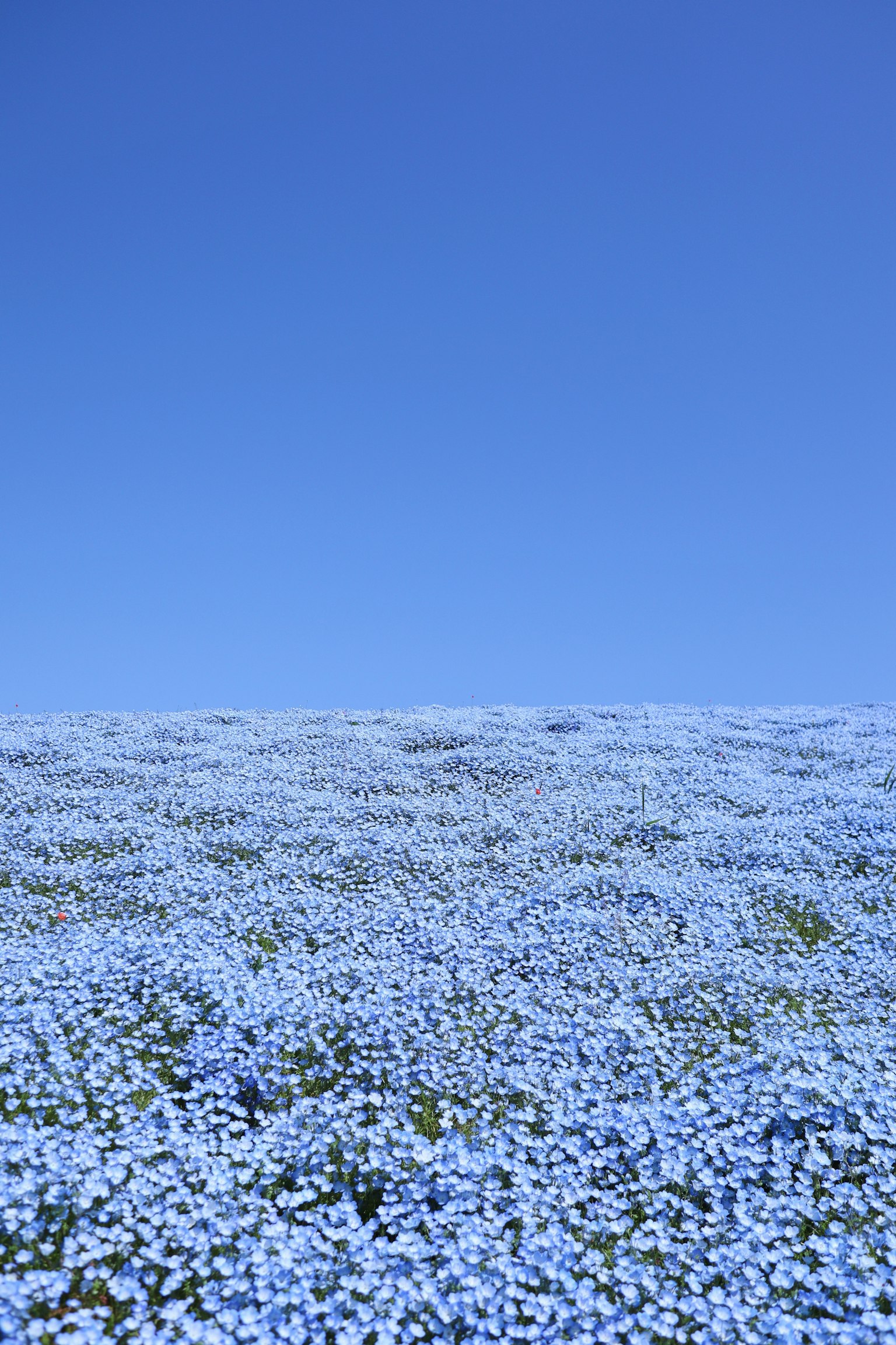 Un paisaje cubierto de flores azules bajo un cielo azul claro