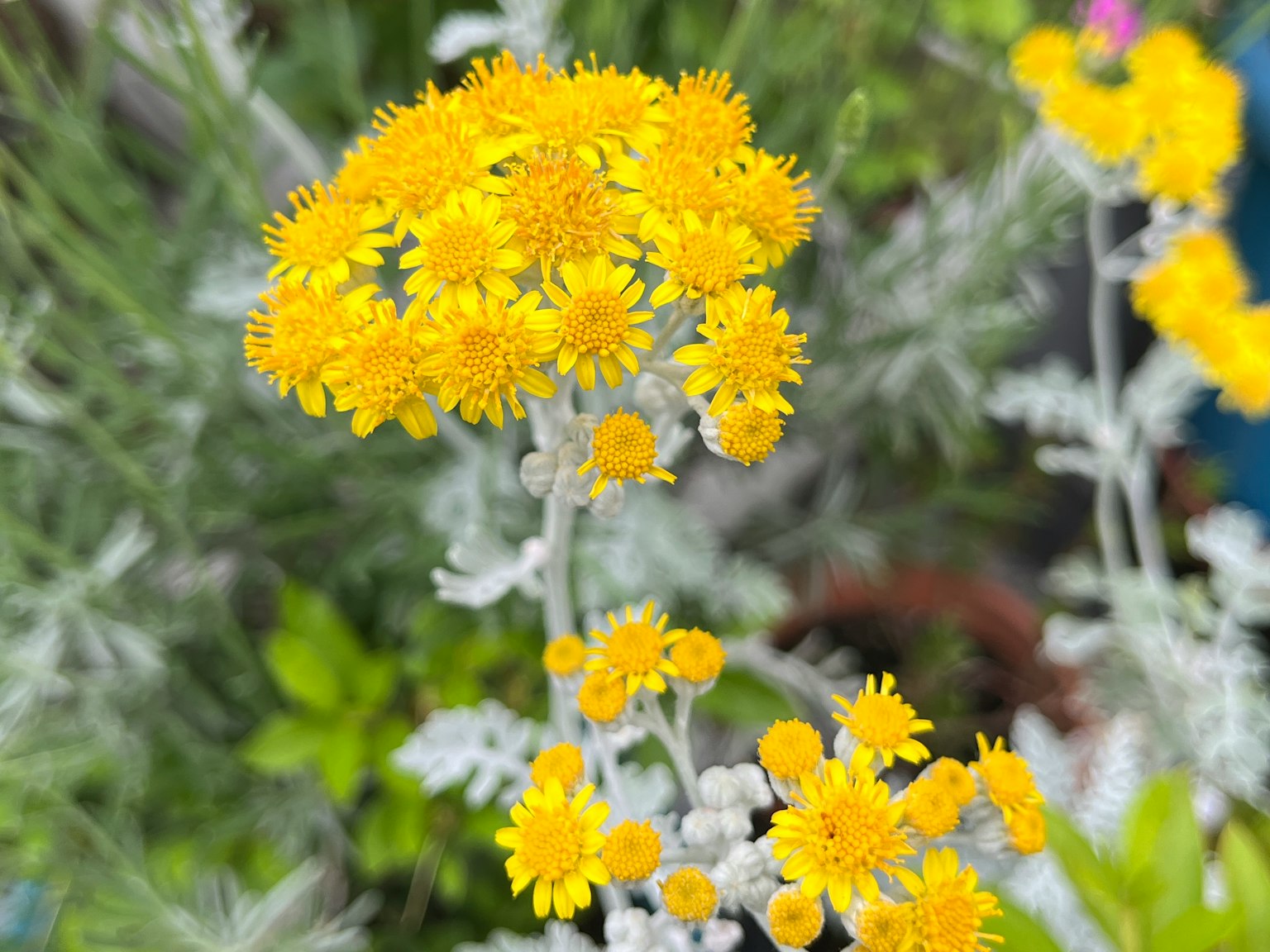Nahaufnahme einer Pflanze mit leuchtend gelben Blumen
