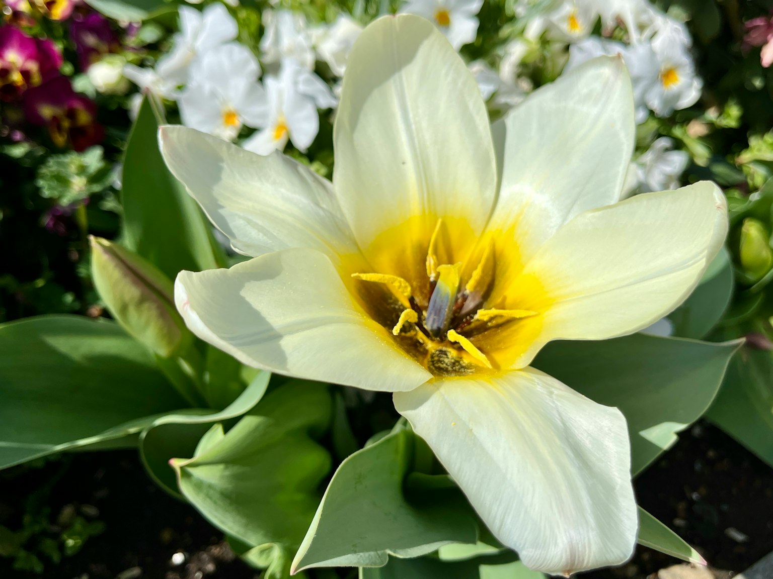 Hoa tulip trắng với tâm vàng