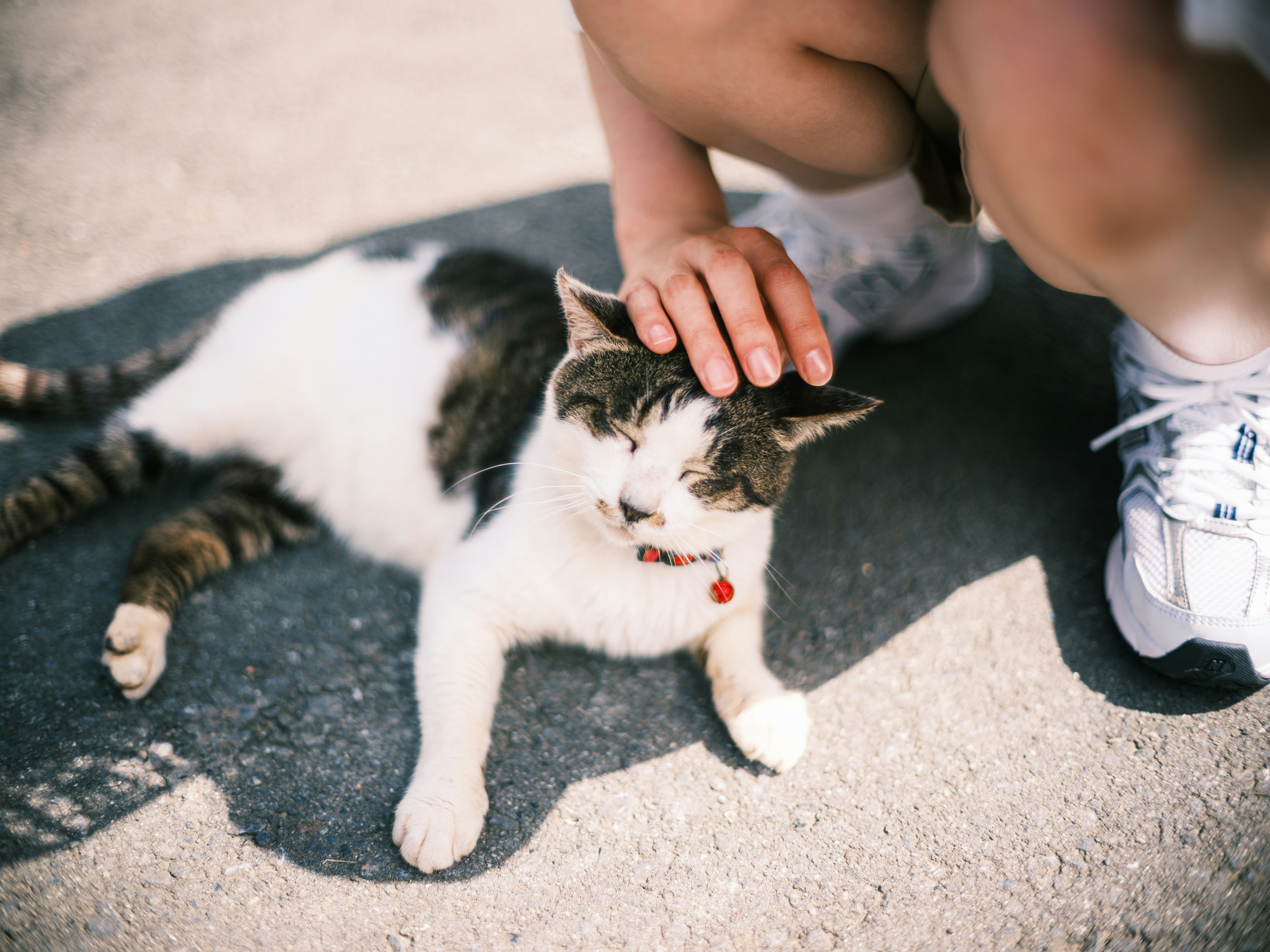 猫に手を添える子どもの手のある室外のひととき