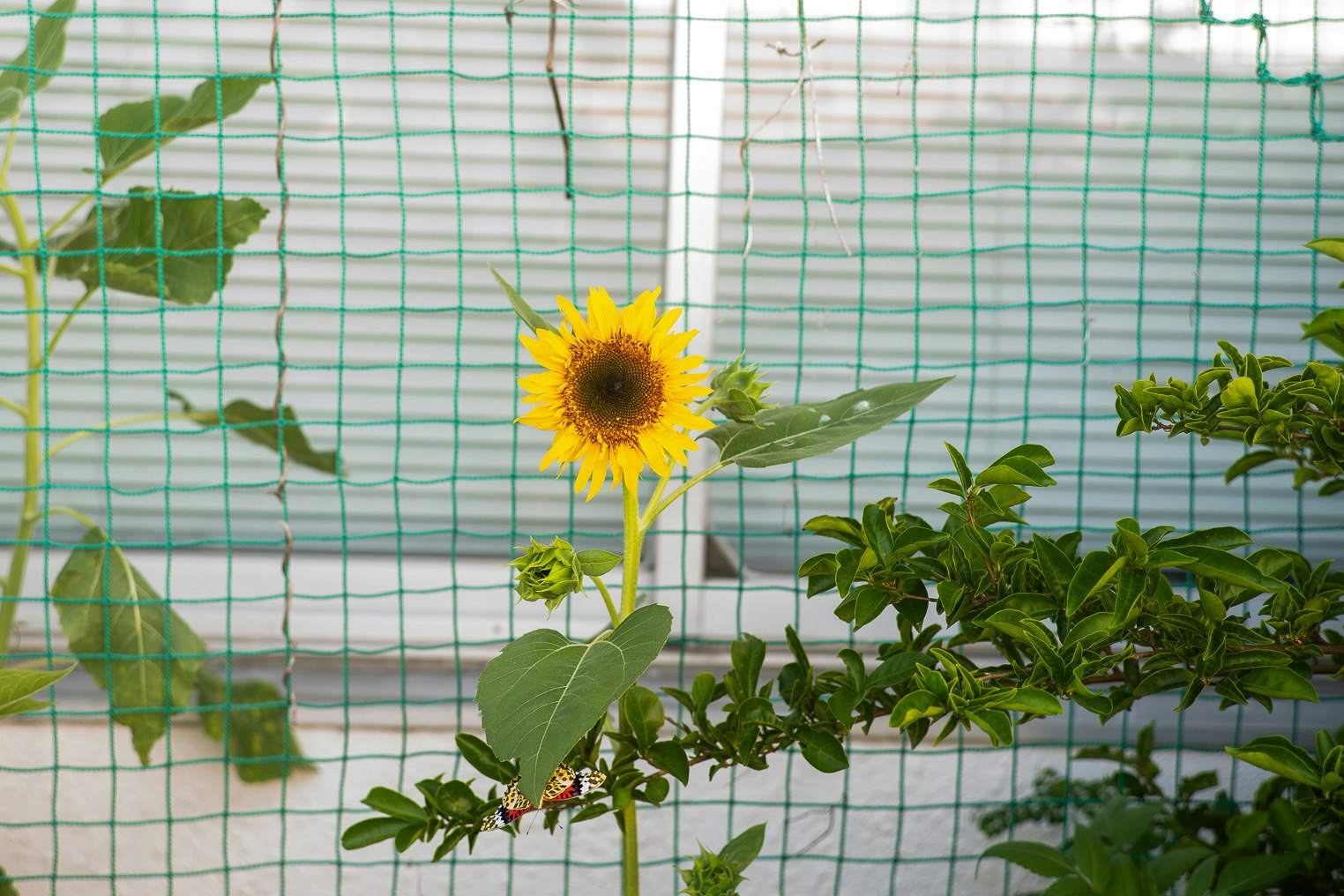 ガラス越しのひまわりと葉のある室内の花壇