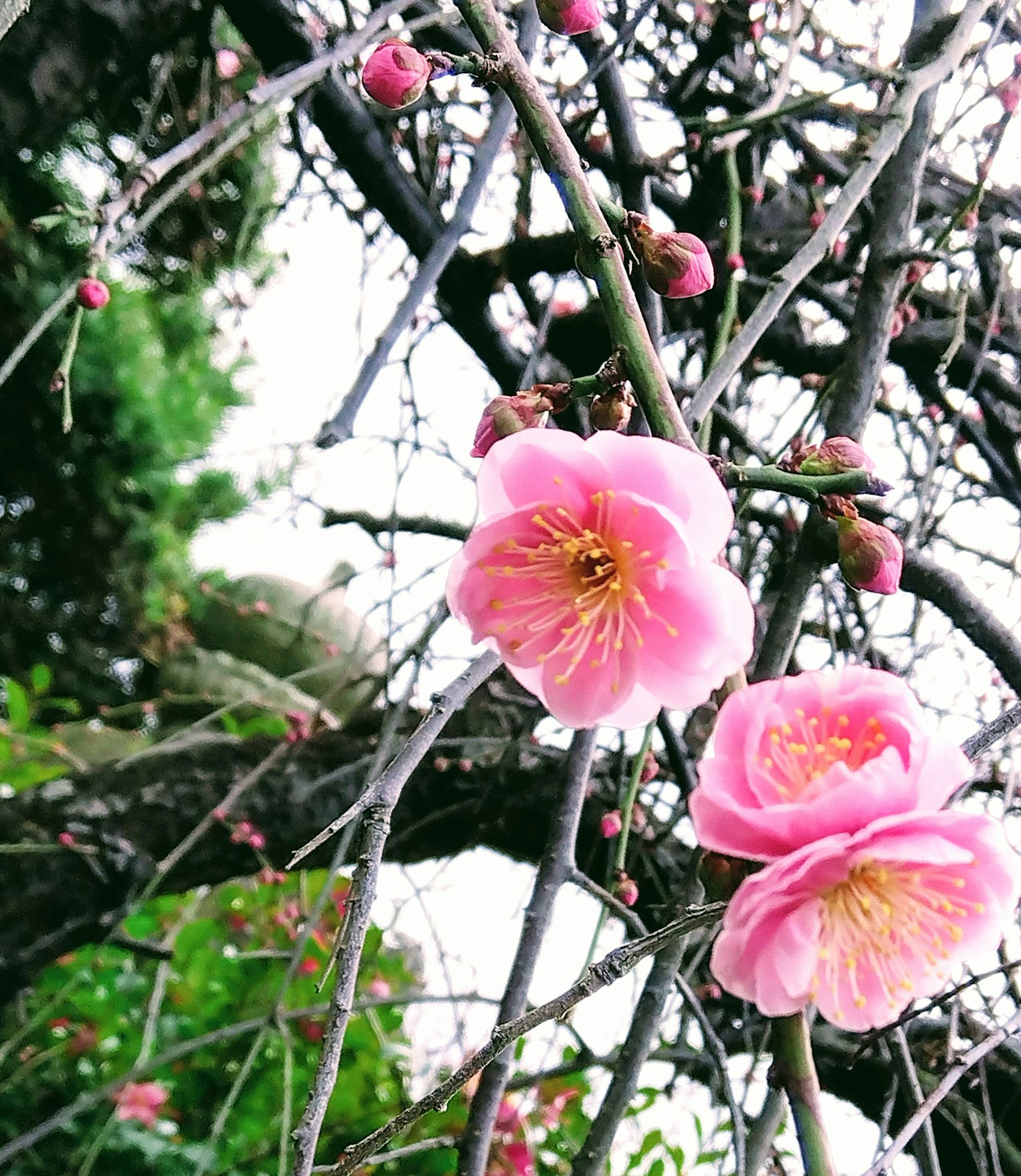Ramo con fiori di prugno rosa e giovani boccioli su fondo di foglie verdi