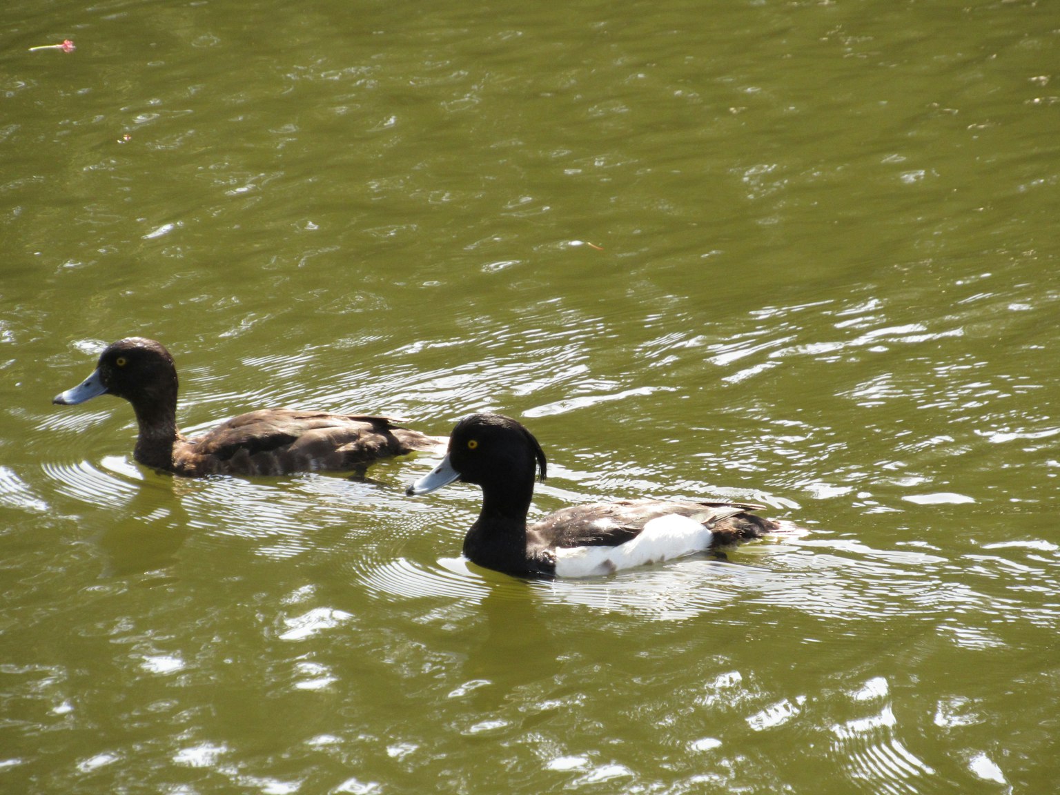 Deux canards nageant dans un étang vert