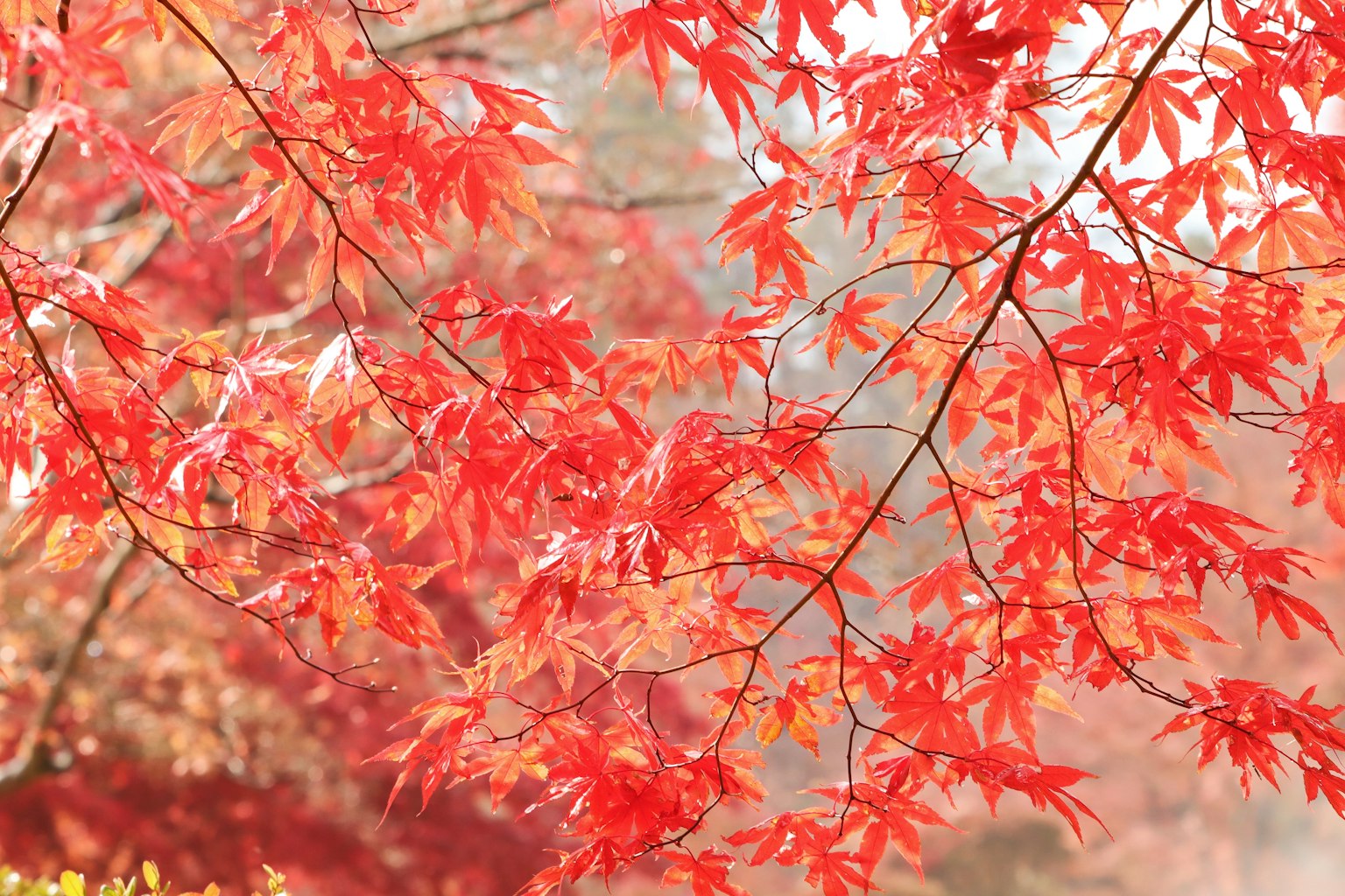Lebendige rote Ahornblätter vor einem herbstlichen Hintergrund