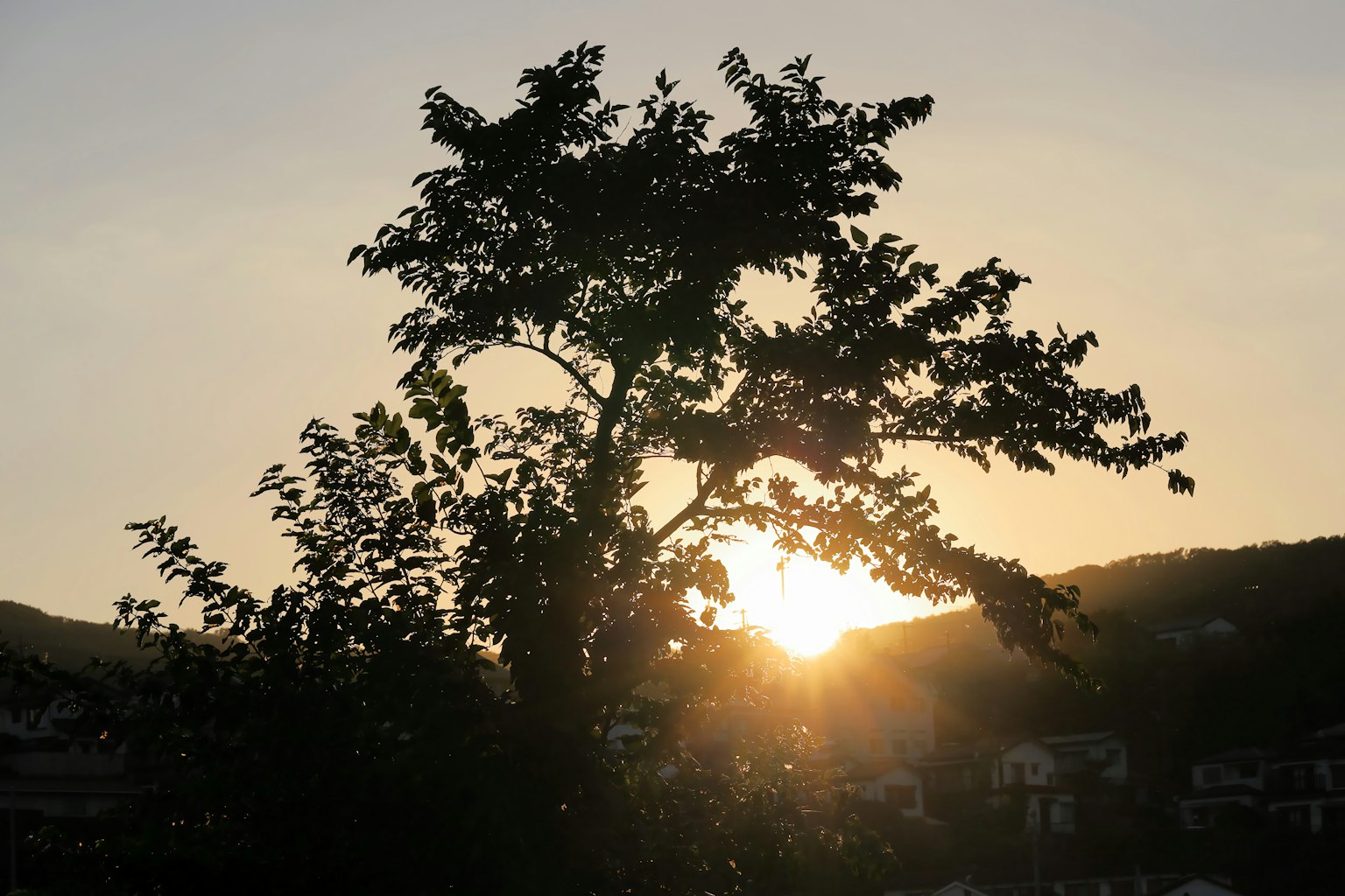 Silueta de un árbol contra el atardecer