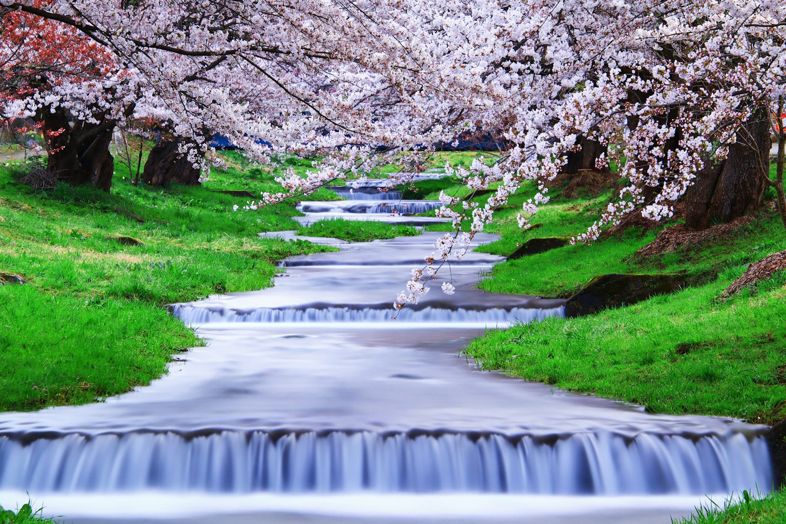 ทิวทัศน์ที่สวยงามของลำธารที่ถูกล้อมรอบด้วยต้นซากุระ