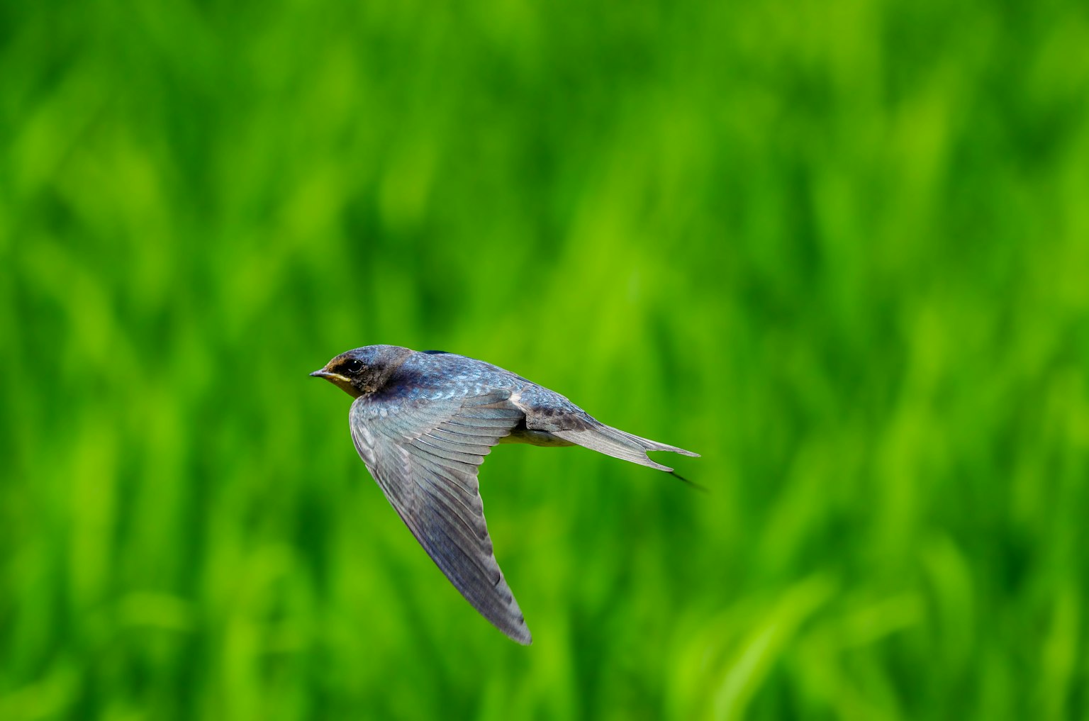 Un oiseau bleu volant au-dessus des champs de riz verts