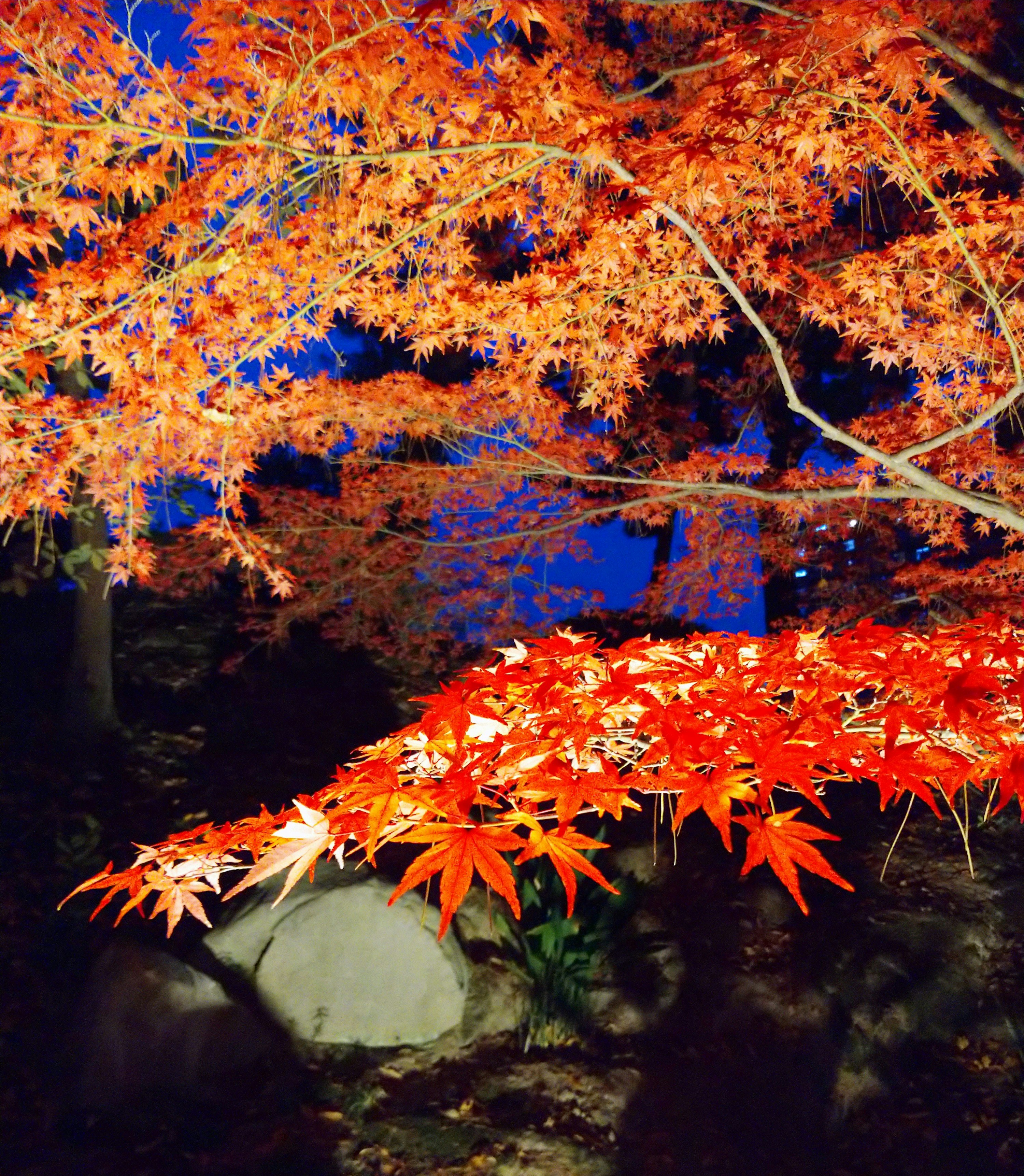 Nighttime illuminated maple leaves and branches with a dark sky