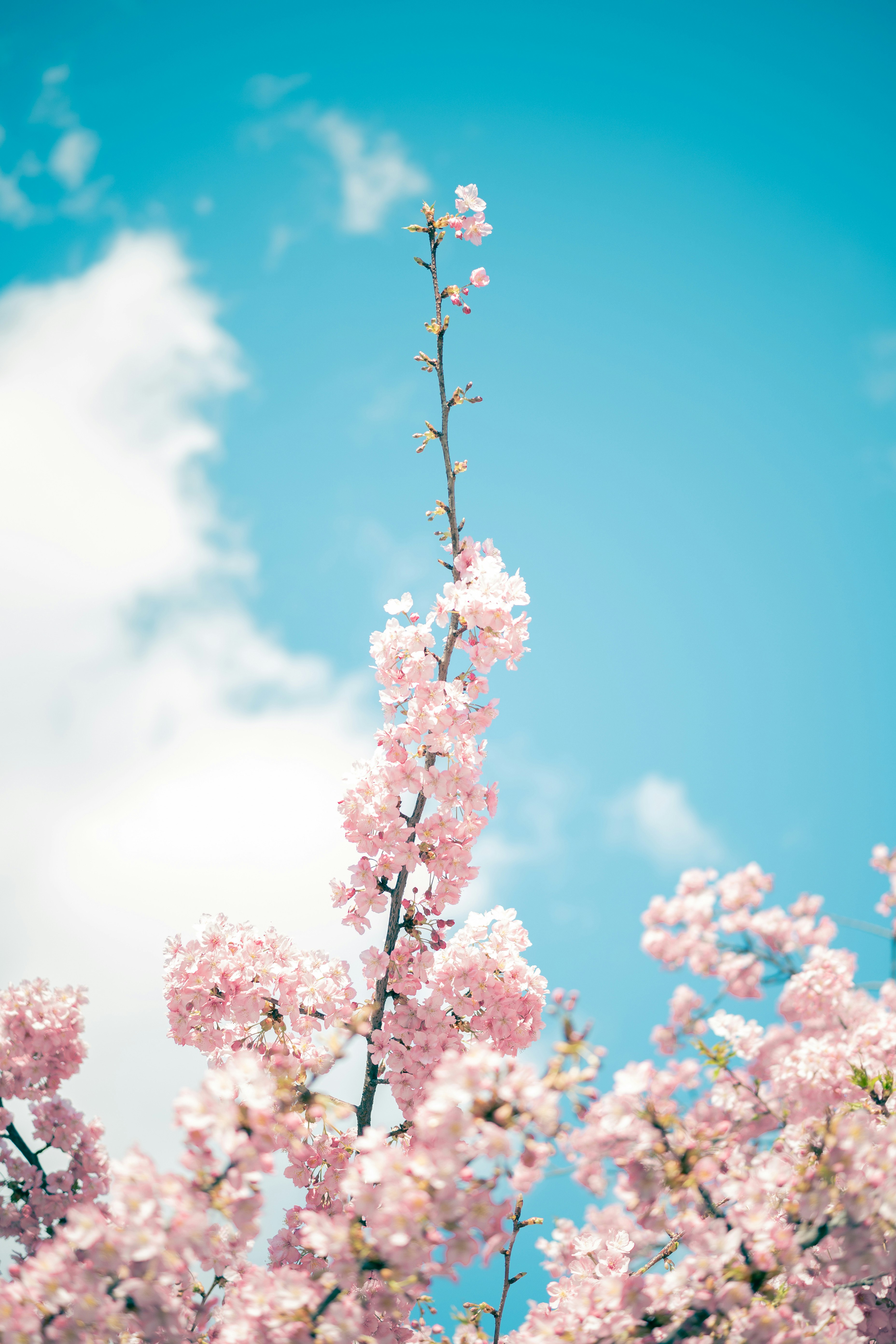 青空に映える河津桜の花の枝