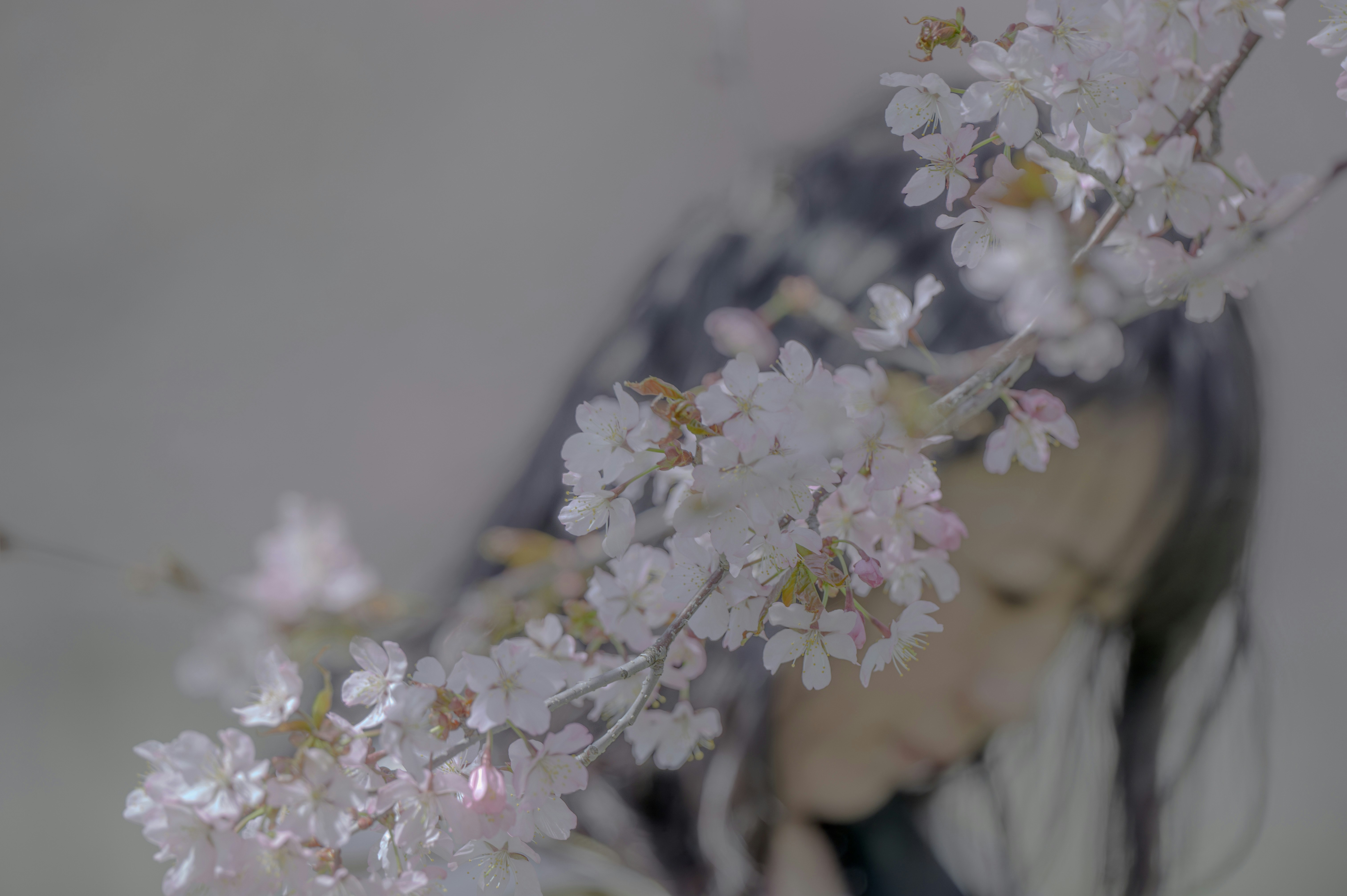 桜の花と淡い背景のボケ