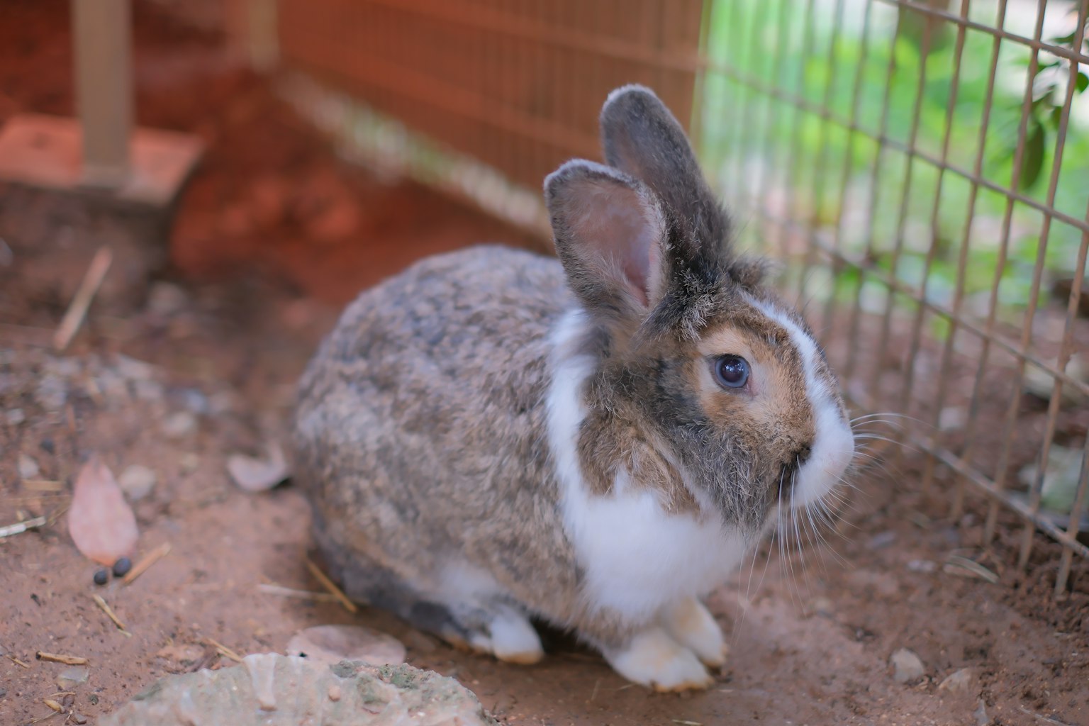 A small rabbit sitting inside a cage