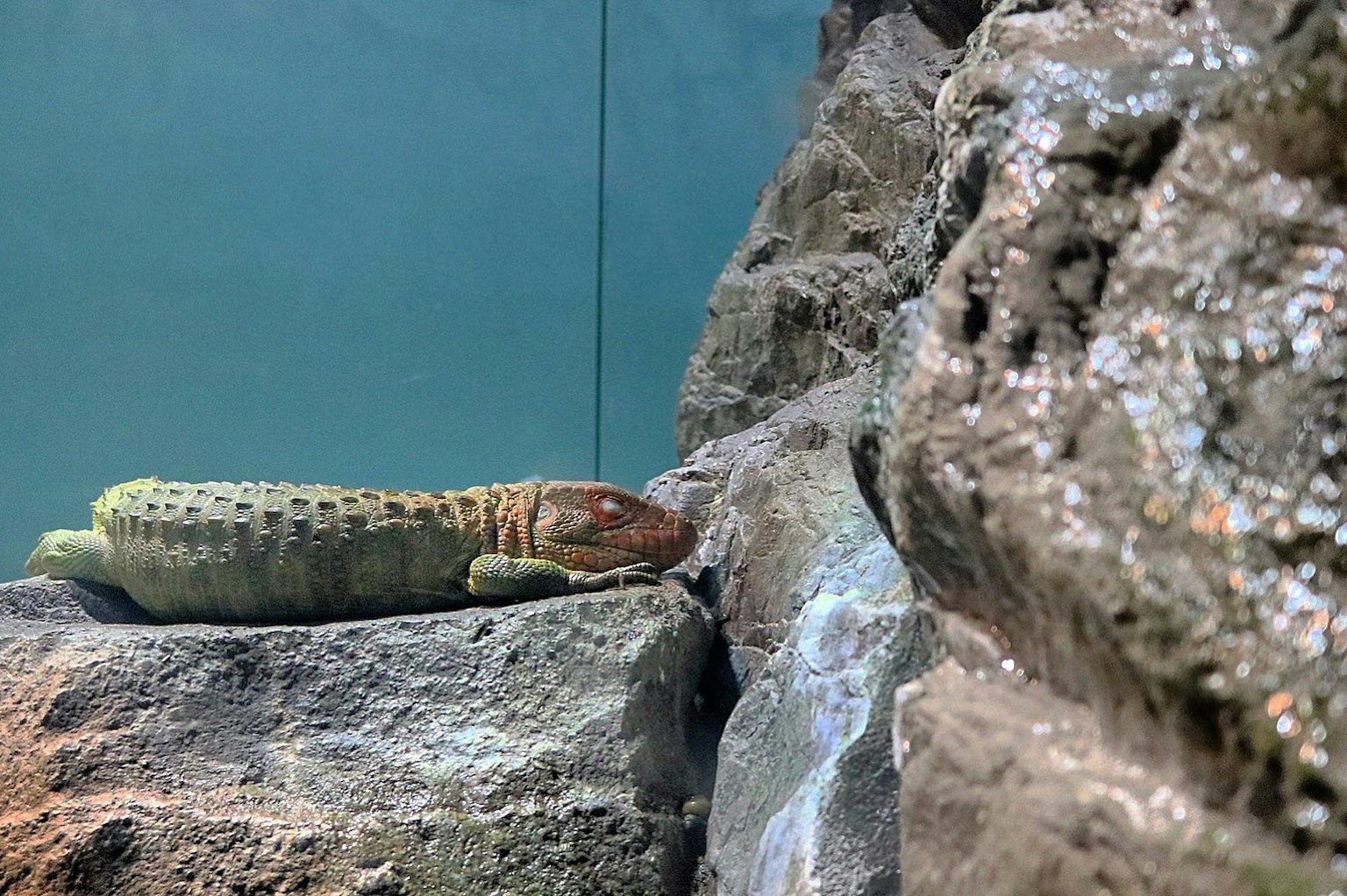 Un reptil verde descansando sobre rocas