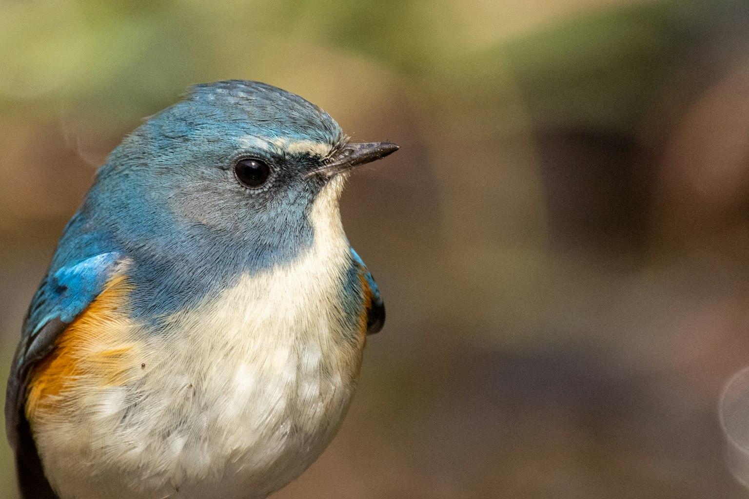 Primo piano di un uccello con piume blu e petto arancione